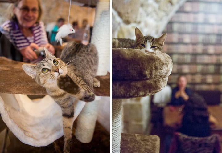Le Café des Chats: Cat Cafe Arrives in Paris