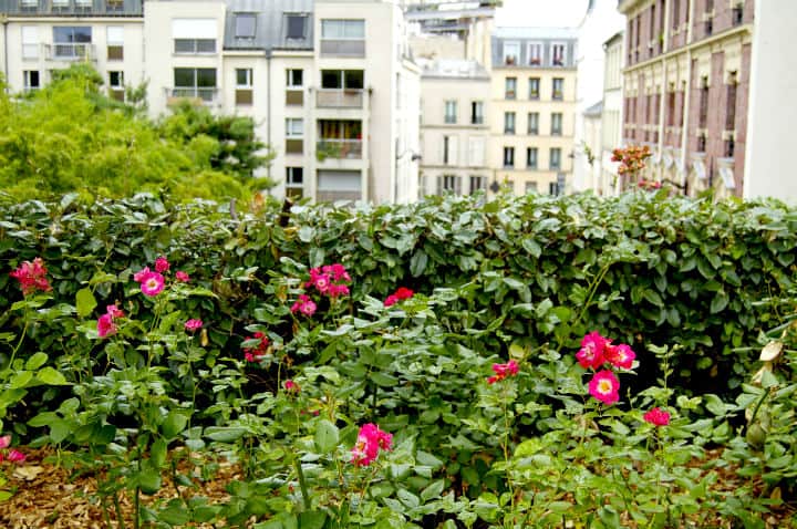 HiP Paris Blog, August in Paris, Isabel Miller-Bottome, Promenade Plantee Flowers