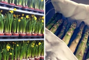 Signs of Spring in Paris: Asparagus, Daffodils & Fresh Market Produce