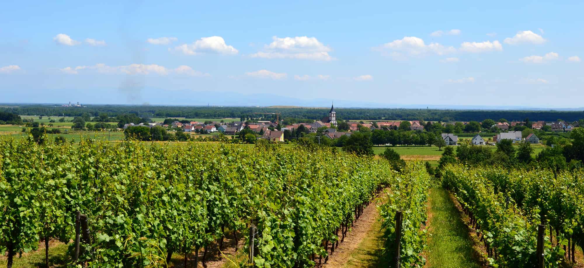 Les Vendanges: The Grape Harvest in France’s Loire Valley