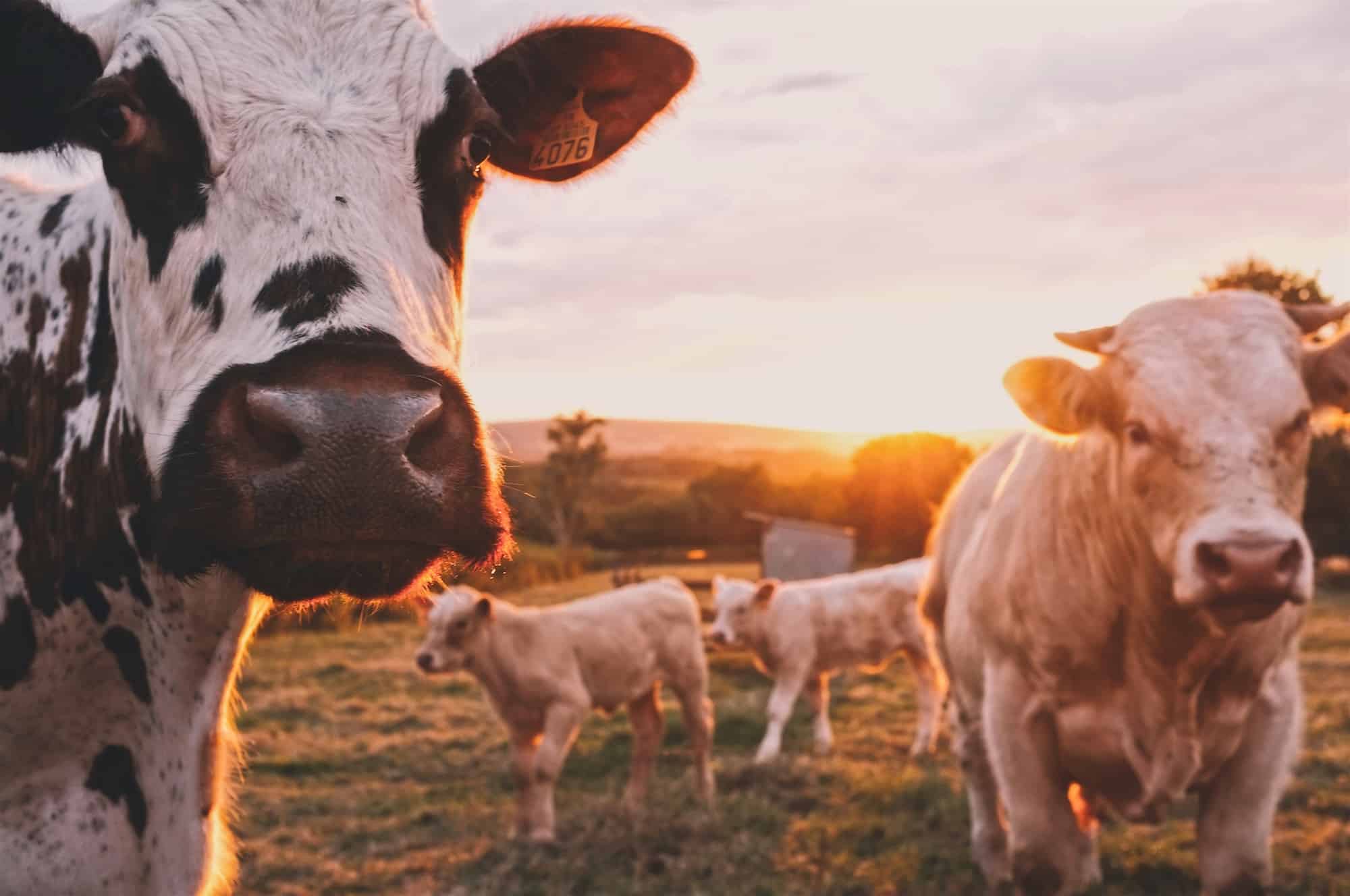 HiP Paris Blog rounds up the top events in Paris this February like the Agricultural Fair, where these cows walking in a field at sunset will be seen.