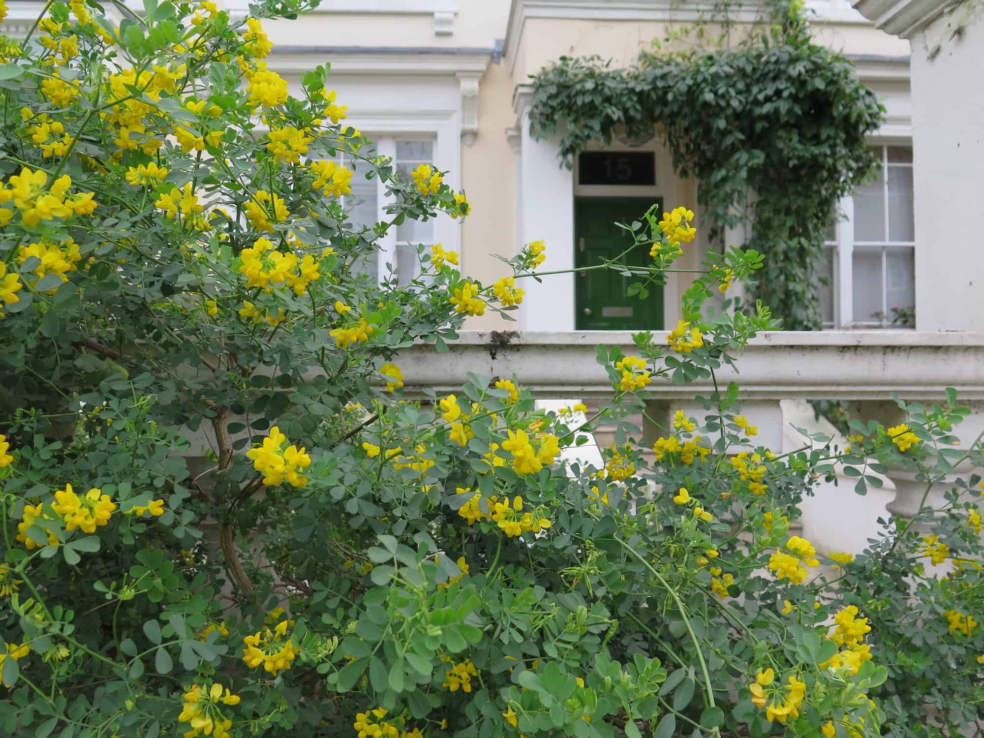 London is greener than Paris as there are more parks but also more trees and plant life in gardens and on side walks like this beautiful wild trees of yellow flowers in someone's front garden.