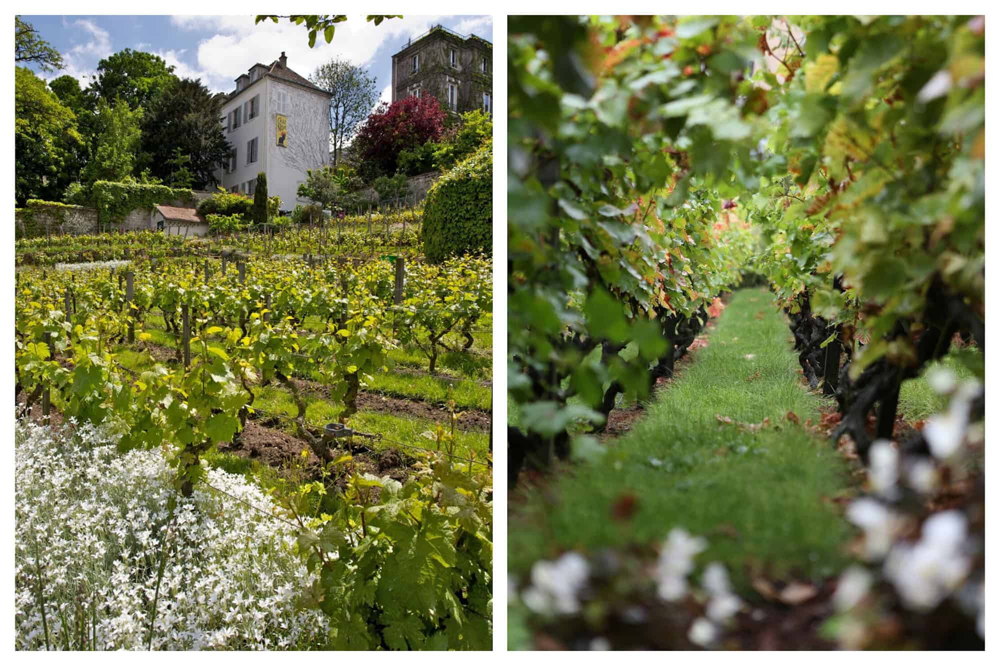 One event not to miss in Paris in October is the Fête des Vendanges in Montmartre's hidden vineyard.