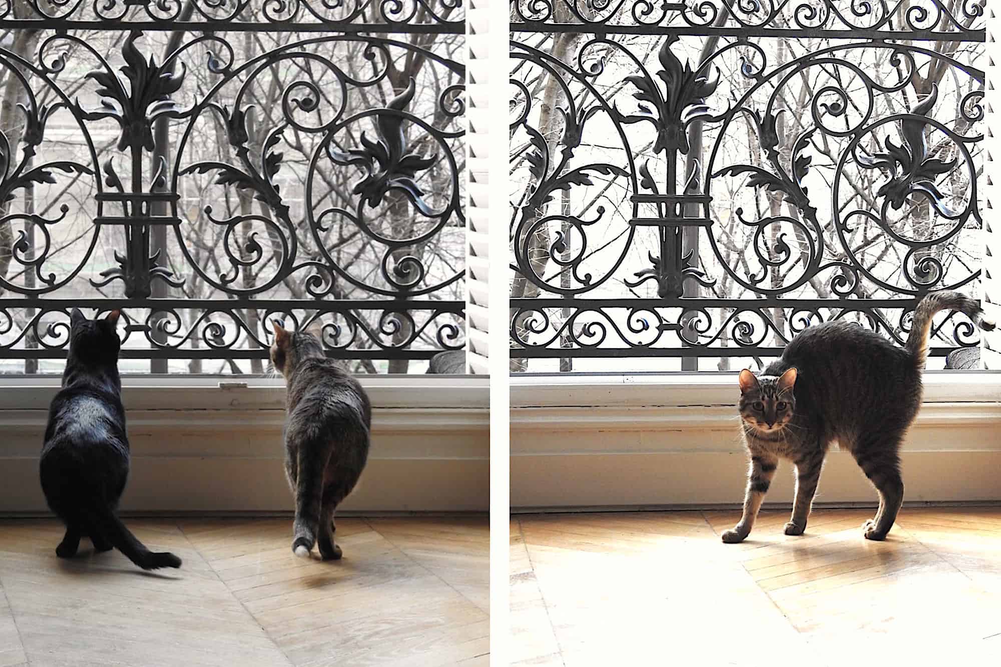 Two sleek kittens standing and looking out of an open window through the ornate iron railings in a Paris apartment (left). One of the cats standing its back up, facing the camera, in front of an open window and ornate railings in a Paris apartment (left).