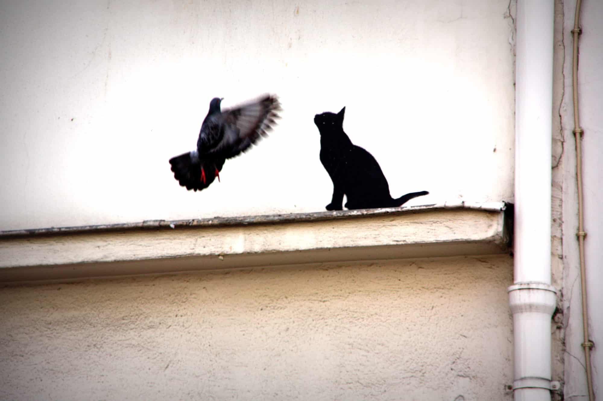 A black cat staring at a pigeon in panicked flight on a Paris rooftop.