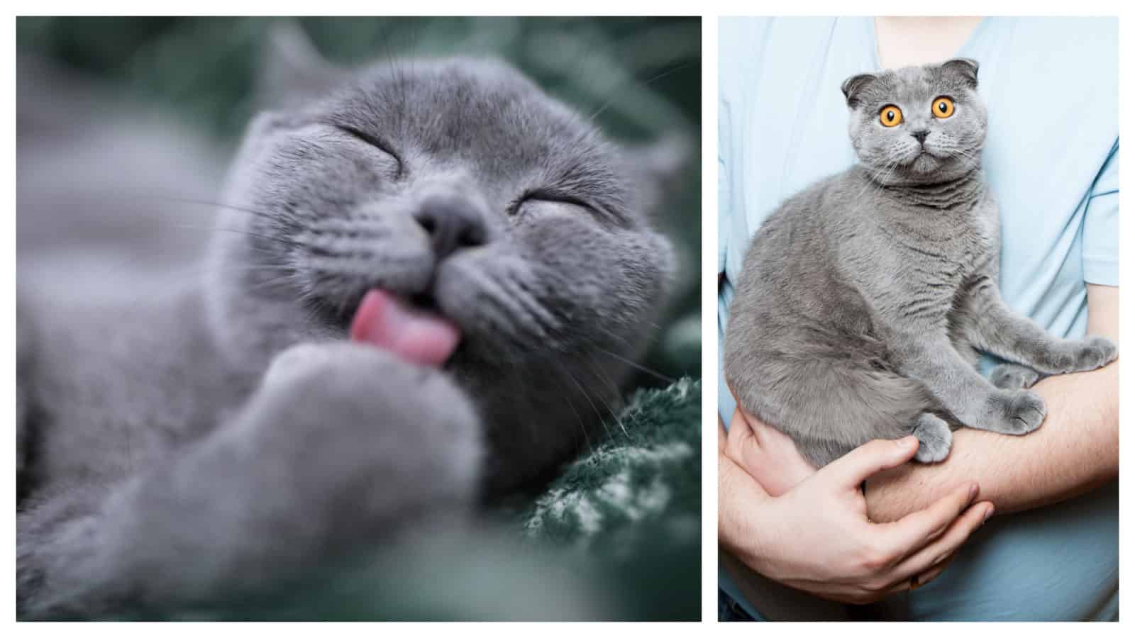 A soft gray cat with orange eyes gleefully licks its paws (left) and a soft gray cat with wide-eyed orange eyes in its owner's arms (right).