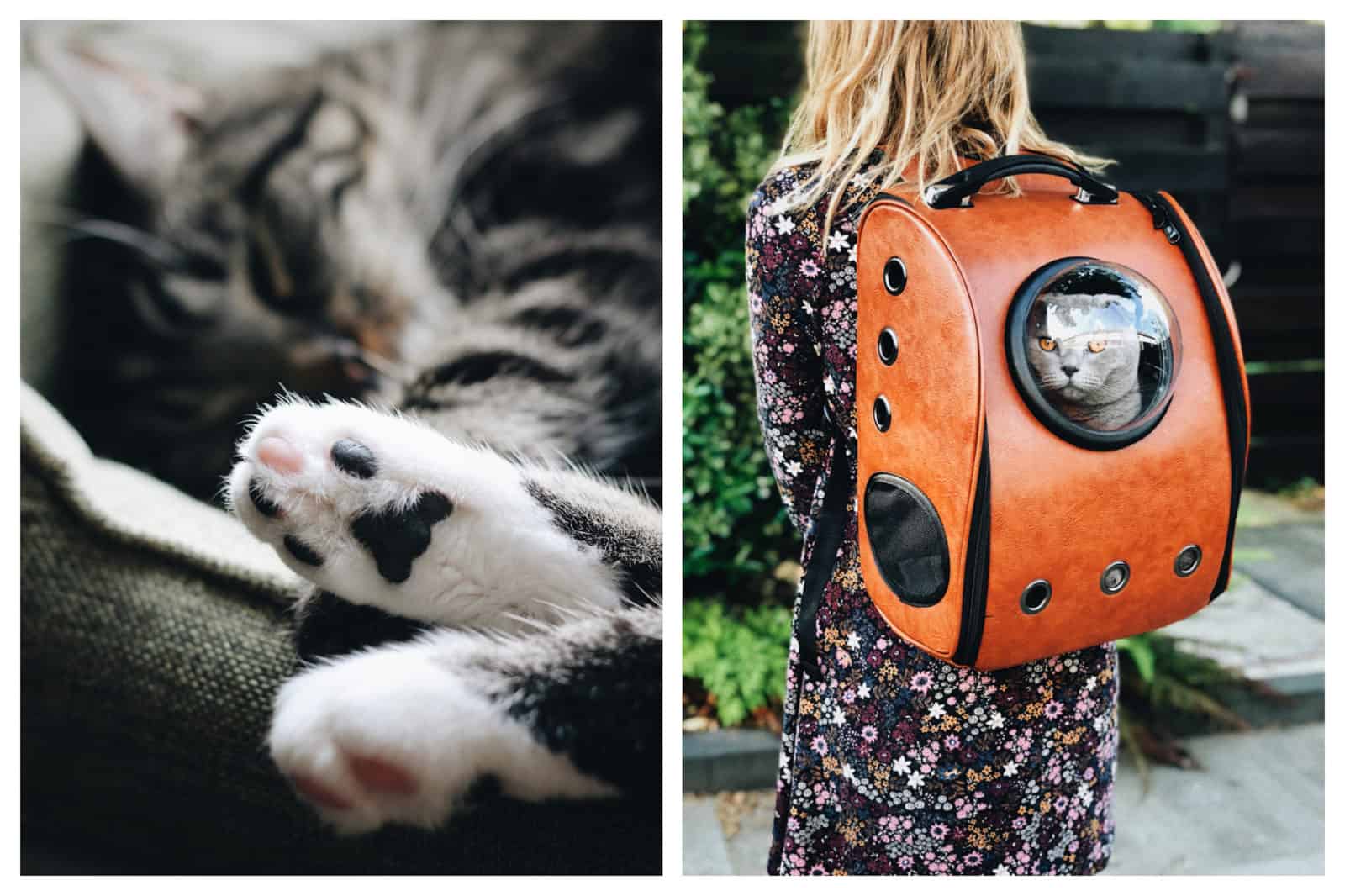 Paws of a cute fluffy sleeping gray cat (left) and a gray cat with orange eyes in orange kitty backpack with a window (right). 