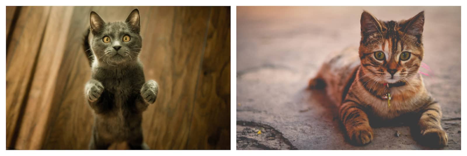 Cute gray kitten standing paws outstretched on an oak table (left) and adorable tiger kitten lying down and looking ahead Sphinx-like in a courtyard (right). 