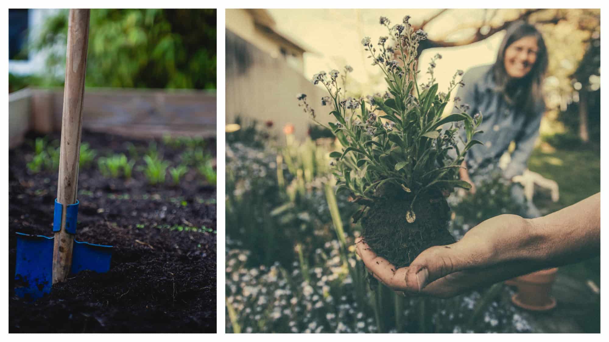 A blue shovel sticking out from a vegetable patch (left). Beautiful flower bulbs being held by a hand, with a woman smiling in the background (right).