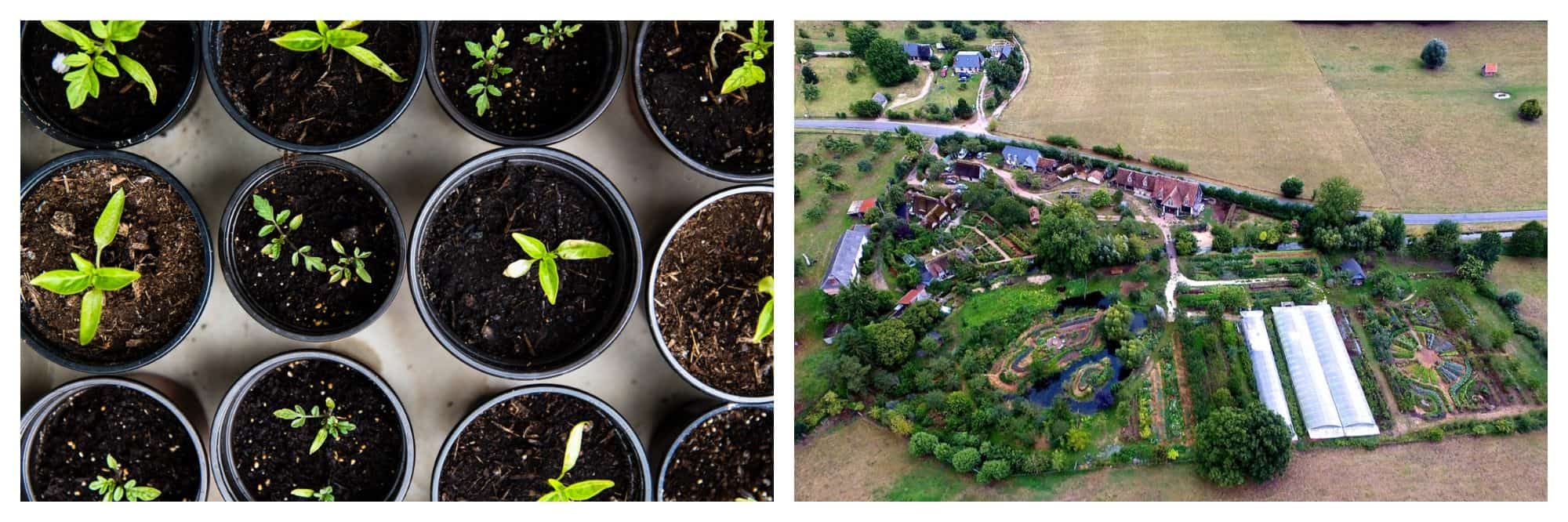 Seedlings being prepared for permaculture (left), like on this farm in France (right).