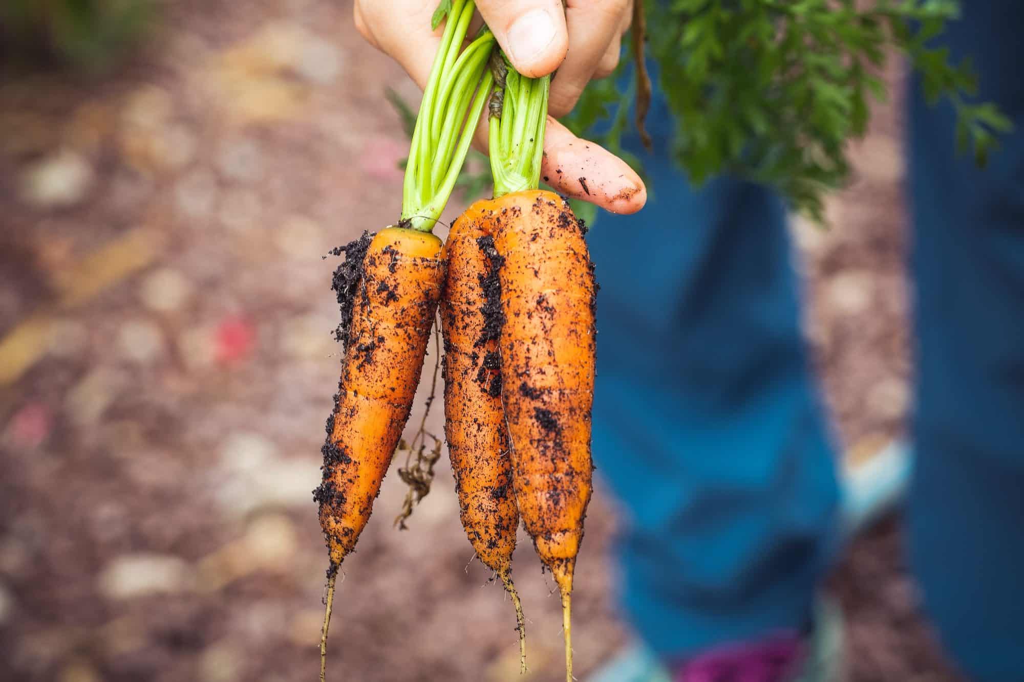 Organic carrots that have just been plucked from the earth and have been grown according to the principles of permaculture.