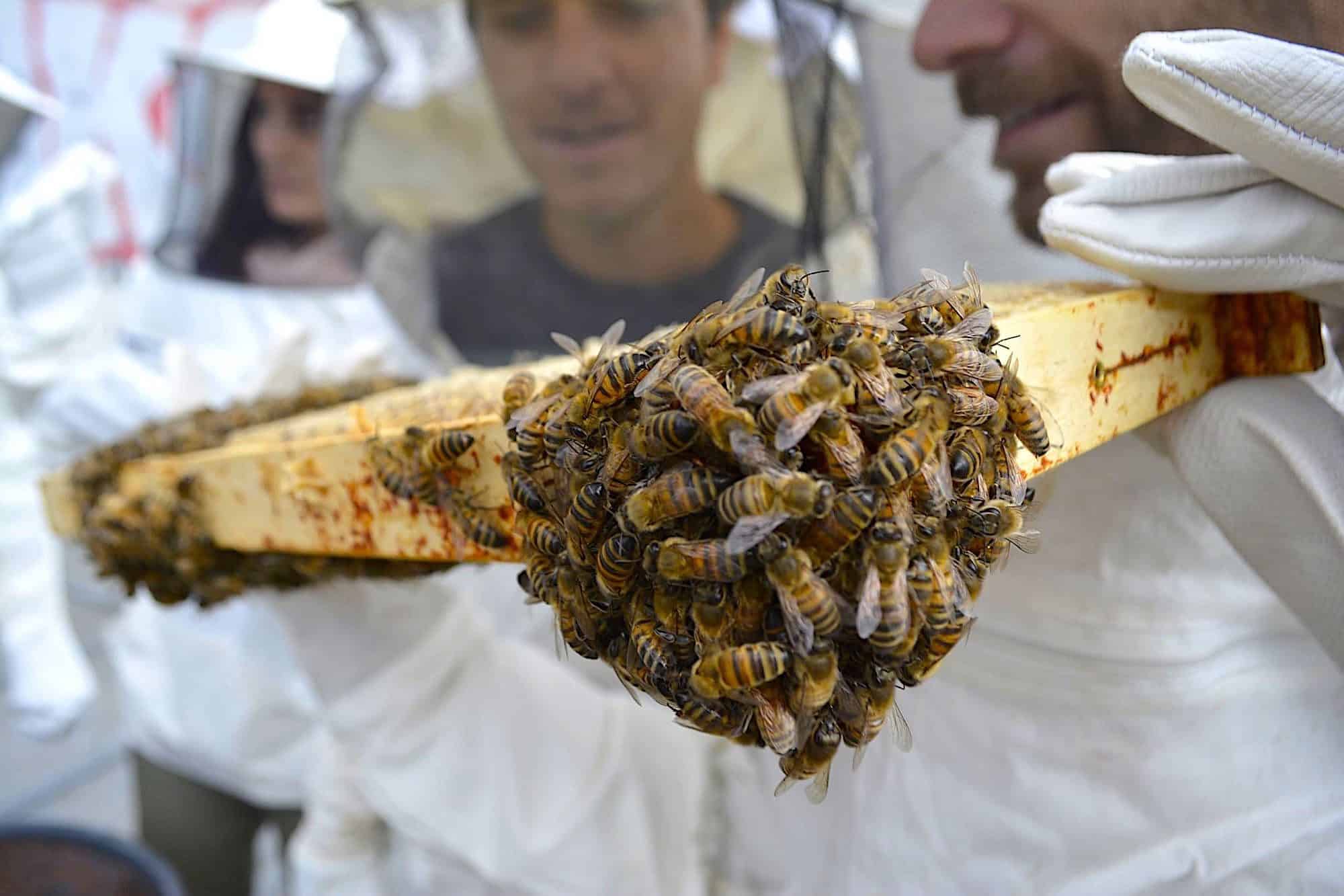 Bees from a hive with beekeepers in their protective suits in the background.