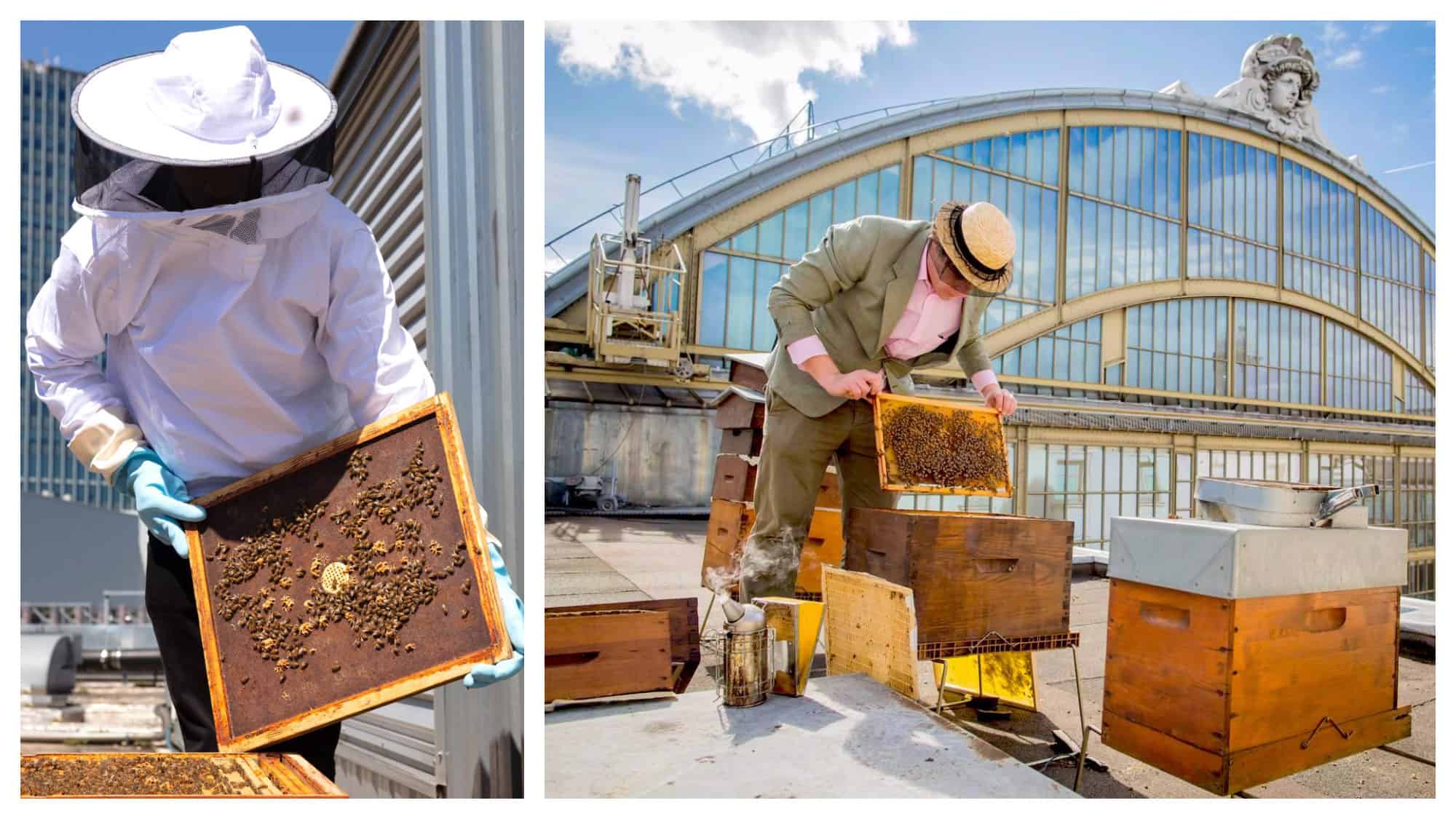 Beekeepers tending to their hives on the Paris rooftops.