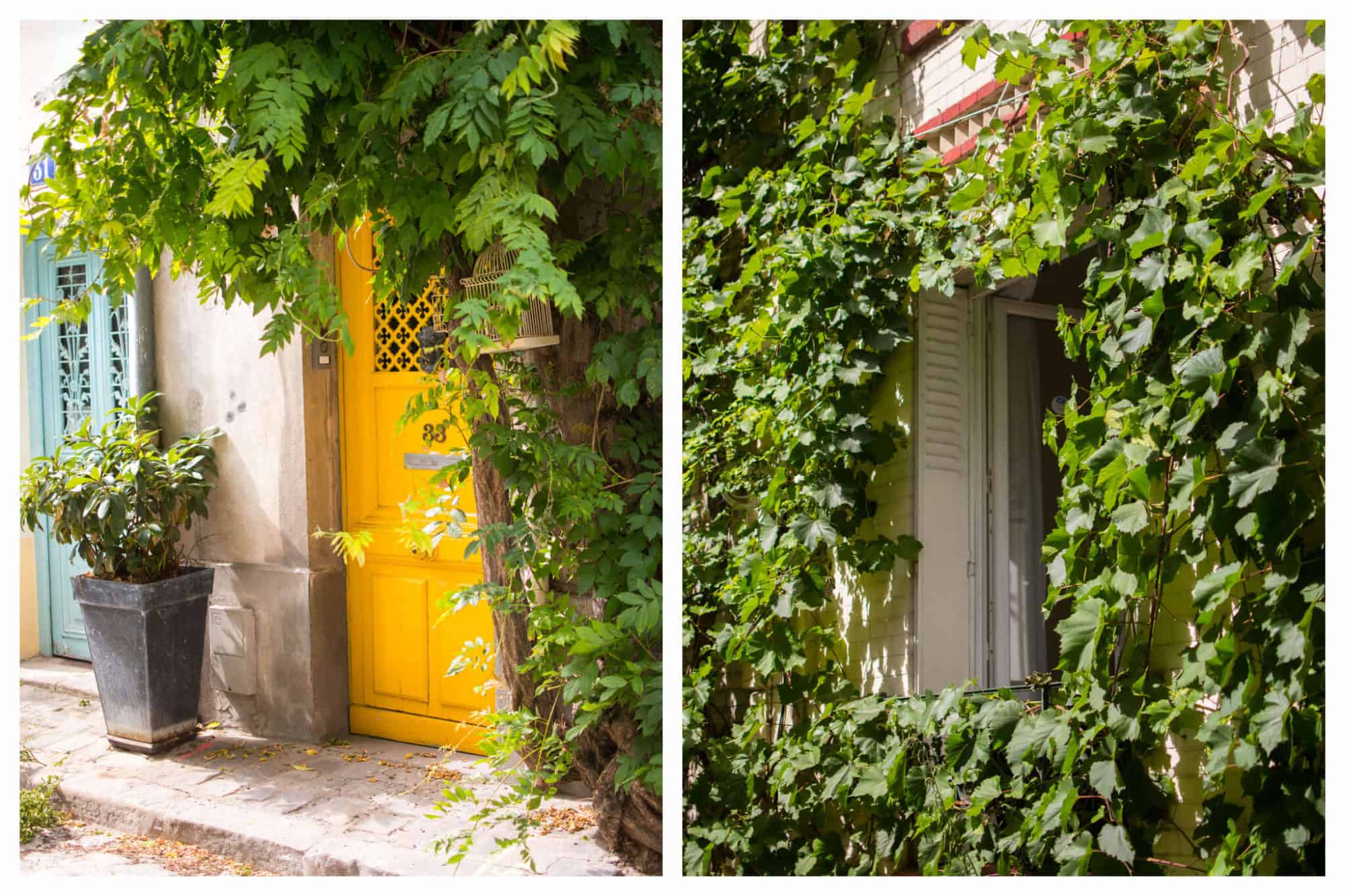 On left: A bright, mustard-yellow door can't hide behind the drooping vines on rue des Thermopyles in Paris' 14th arrondissement. On right: An open window sits open on a sunny day, light shining brightly on the abundance of leaves surrounding it.
