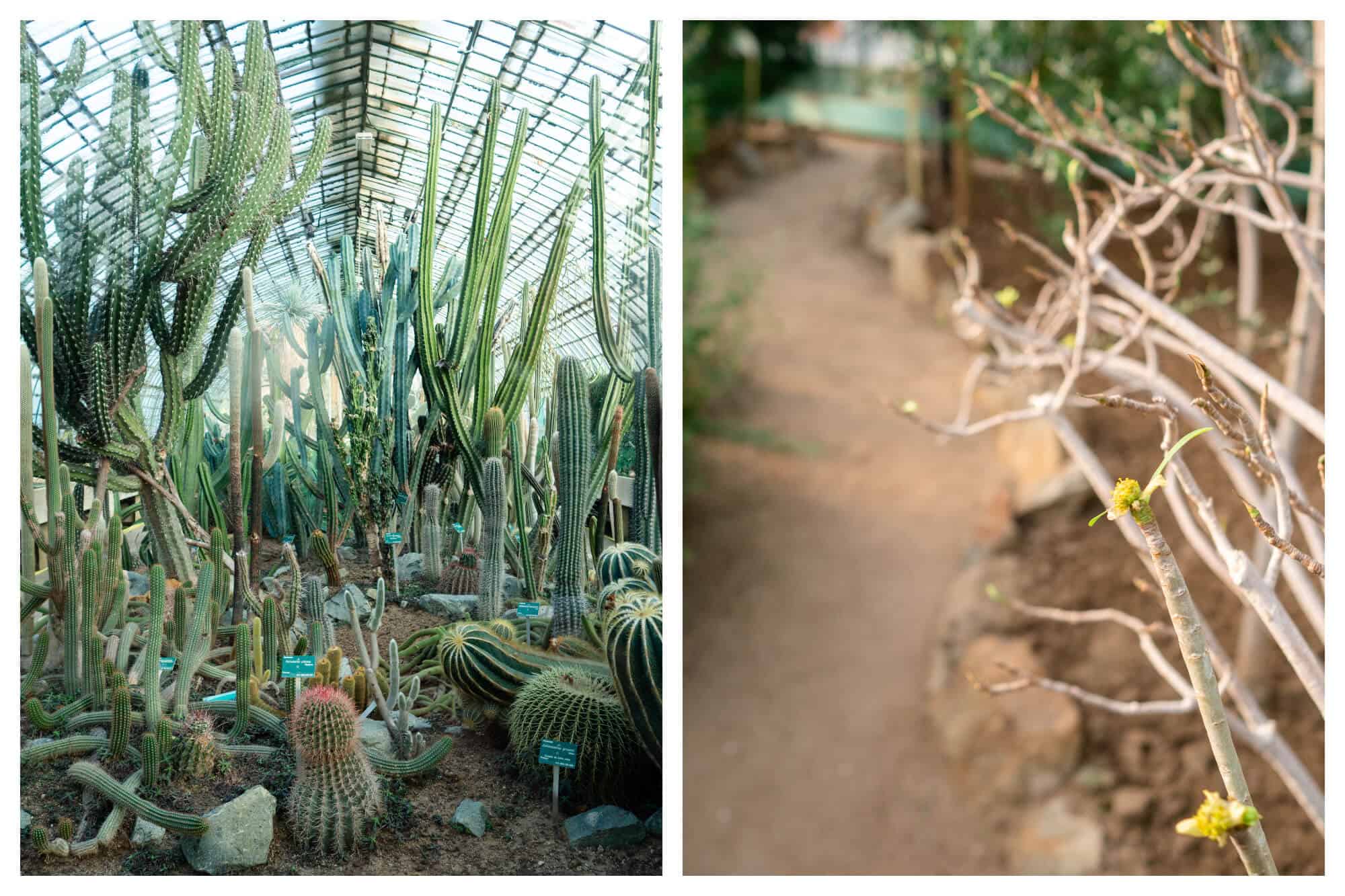 On left: The cactus room at the Serres d'Auteuil, in Paris' 16th arrondissement, is crammed with the desert plants both large and small, some with arms waving in a friendly dance, and others squat, low to the ground. On right: A little green bud begins to bloom at the Serres d'Auteuil in Paris' 16th arrondissement. 
