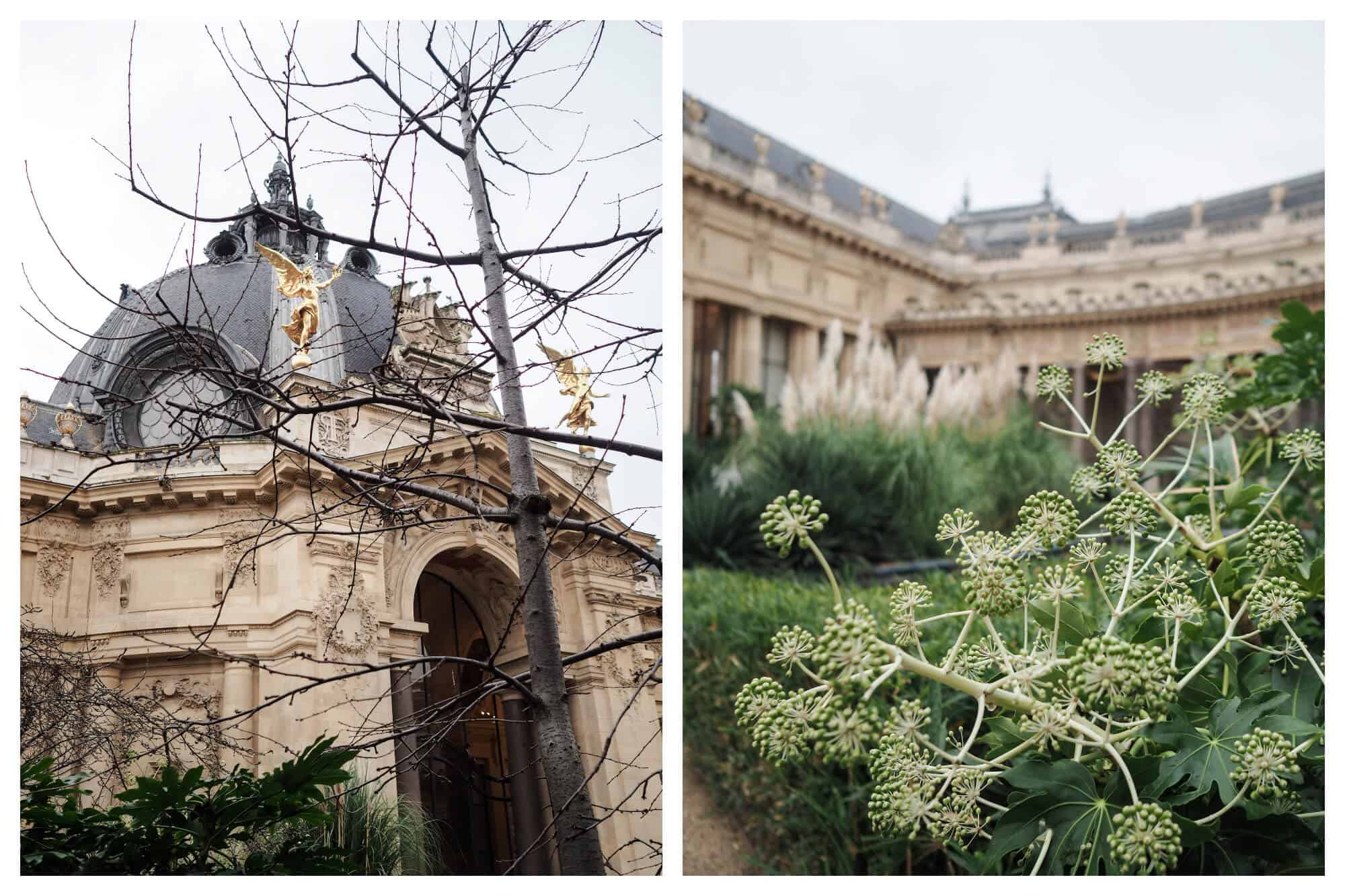 On left: The spindly branches of a tree reach skyward, with the dome of the Petit Palais, Paris' city art museum, rising in the background. On right: Bouncy little flowers begin to sprout in the garden of the Petit Palais, located on the Champs Elysées. 