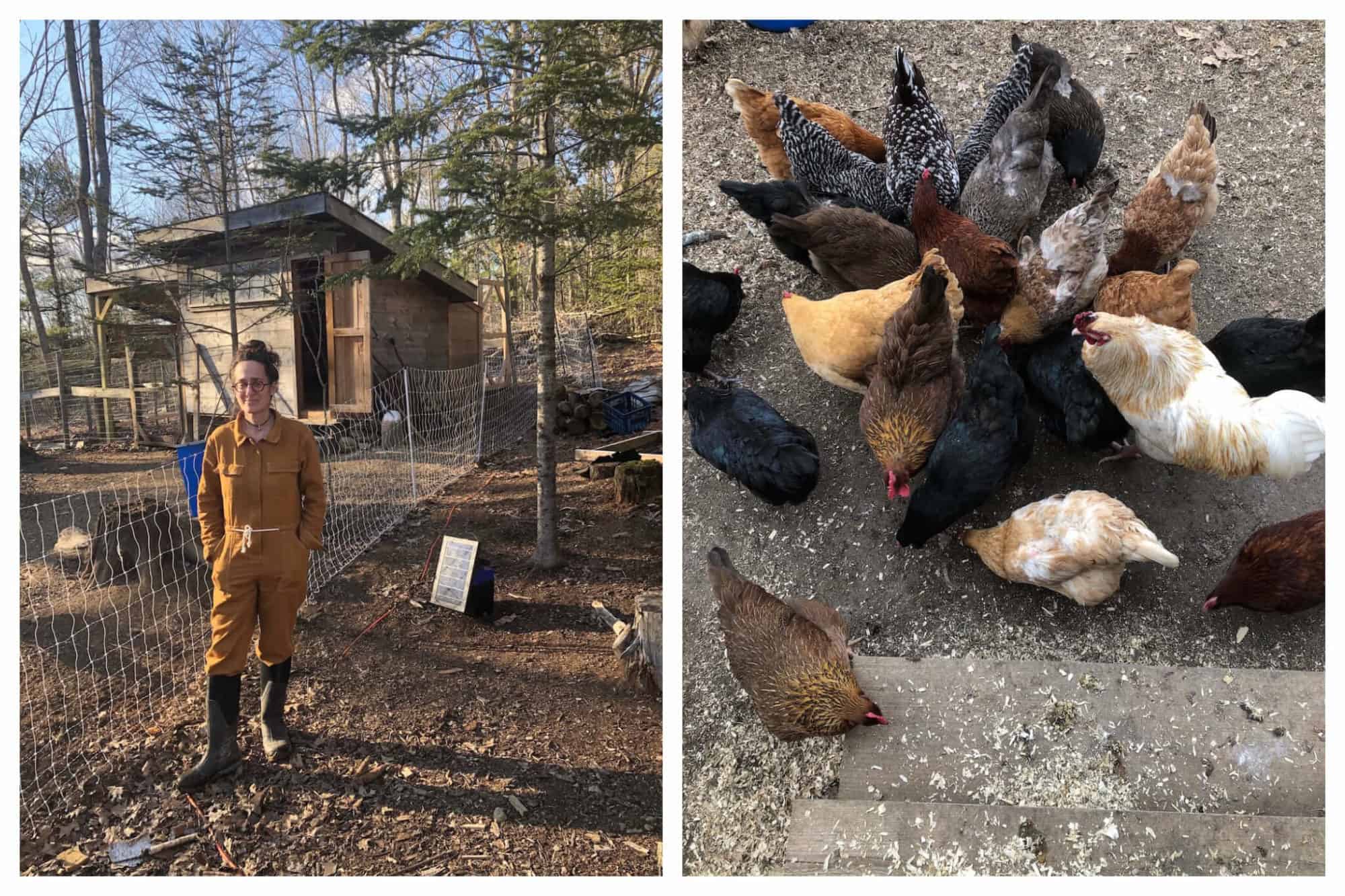 Left: Erica stands near the chicken coop on her farm in Maine.
Right: Erica's chickens gather to eat on her farm in Maine.