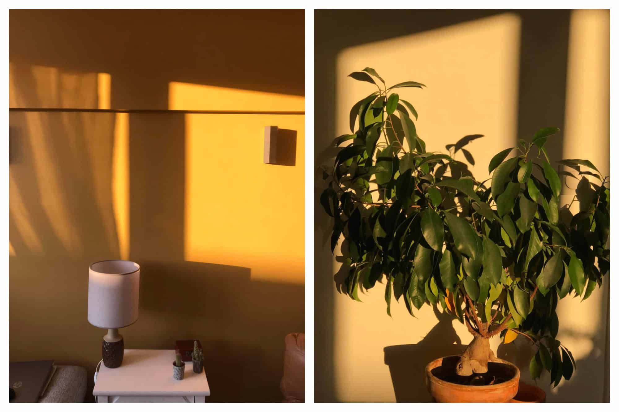 The sunshine casts a light on the walls and a plant in Rooksana's apartment. 