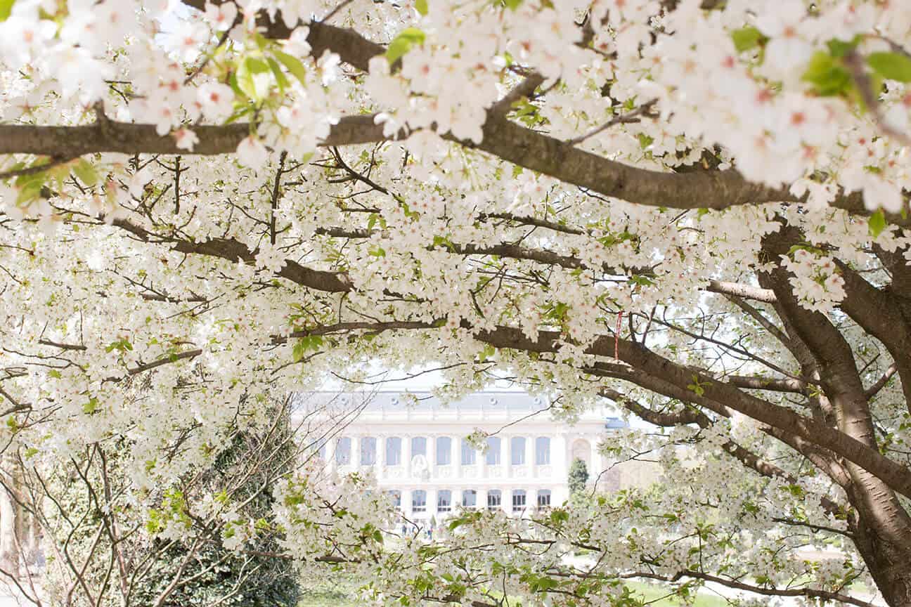 In the Jardin des Plantes, the botanical garden in the Latin Quarter of Paris, the regal Grande Galerie de l'Évolution is framed by a cascade of the white cherry blossoms, which bloom for just a week's time in the spring. 