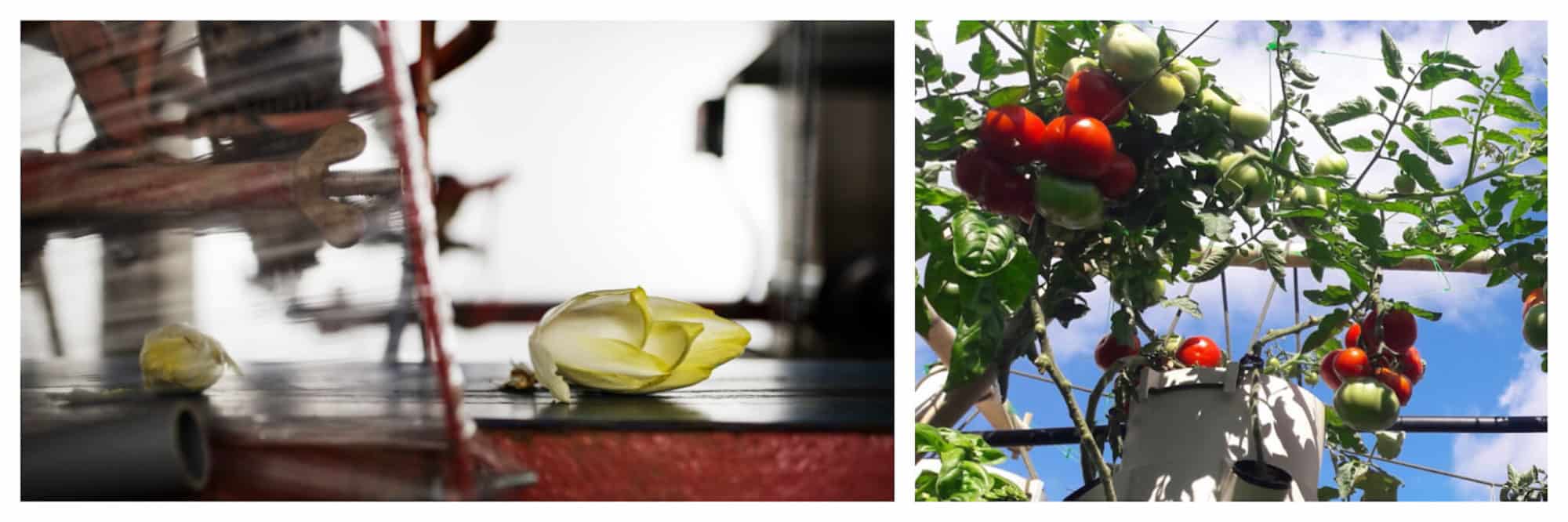 On left: La Caverne is an underground urban farm in Paris cultivating mushrooms and endives. They provide produce for several farm-to-table establishments in the city. On right: Rosy tomatoes on the vine at Agripolis, Europe's largest rooftop green space growing over 30 organic plants. 