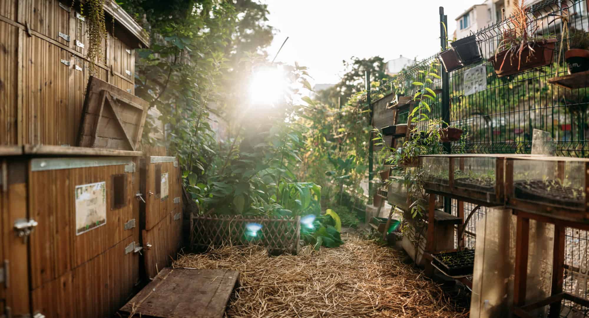 Golden sunlight beams through leafy plants at La REcyclerie, a community space and restaurant in Paris' 18th arrondissement. 