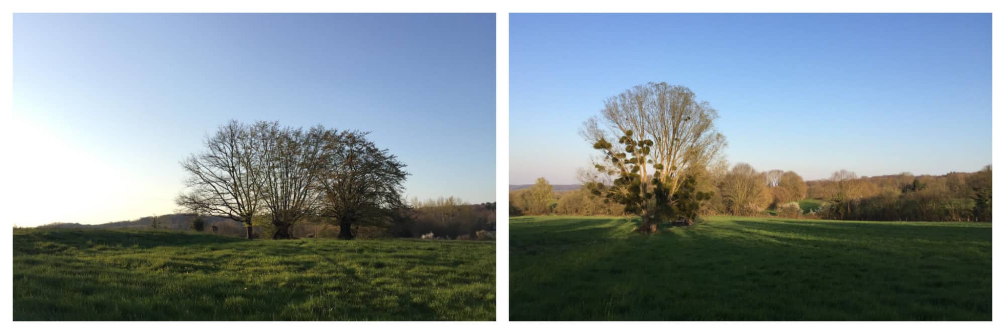 Sun casts light and shadows over an open lawn in the French countryside. 