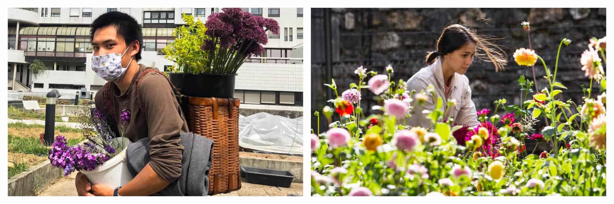 Left: Félix Phi from Ferme Florale holds a bucket of purple flowers in his hands and a basket of purple and yellow flowers on his back, Right: Tran Phi from Ferme Forale trims flowers in a field a Ferme Florale.