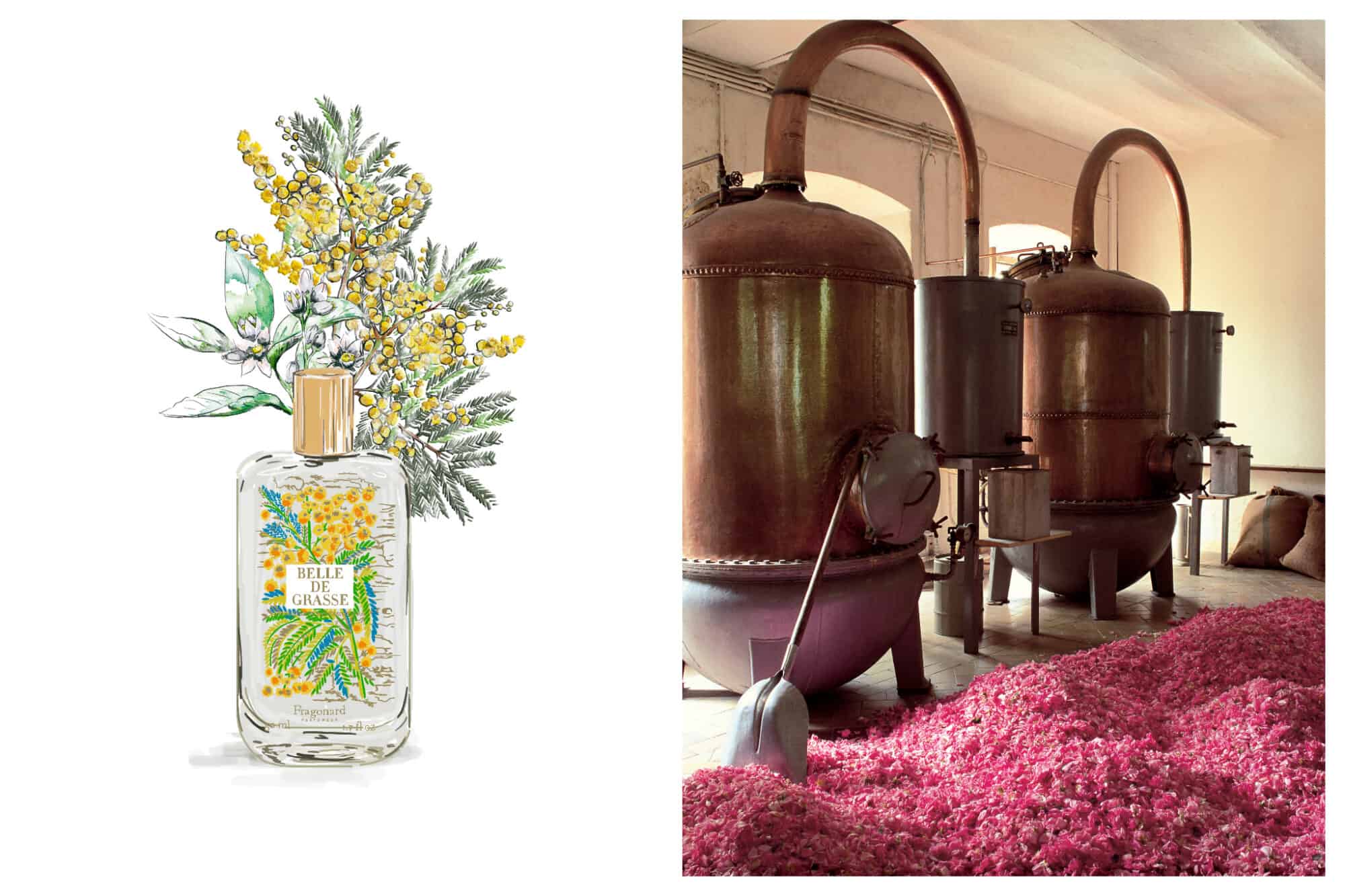 Left: Artwork of green and yellow lowers and a bottle of Fragonard's Belle de Grasse perfume, Right: Copper stills sit next to each other, ready to distill the large pile of pink rose petals in front of them