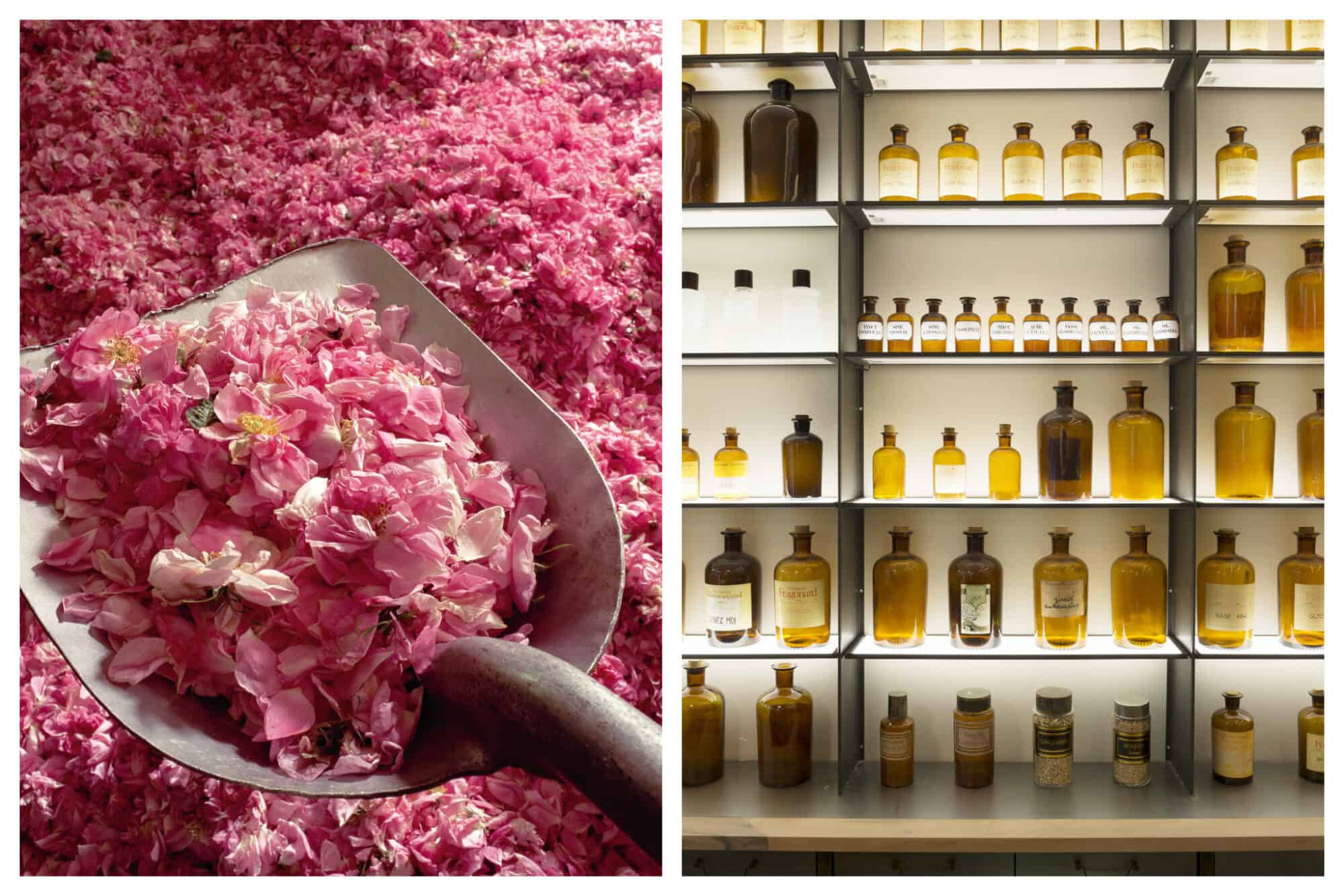 Left: A pale lifts bright pink rose petals from a pile in early May, Right: Backlit bottles of perfume line shelves in a Fragonard store in Paris