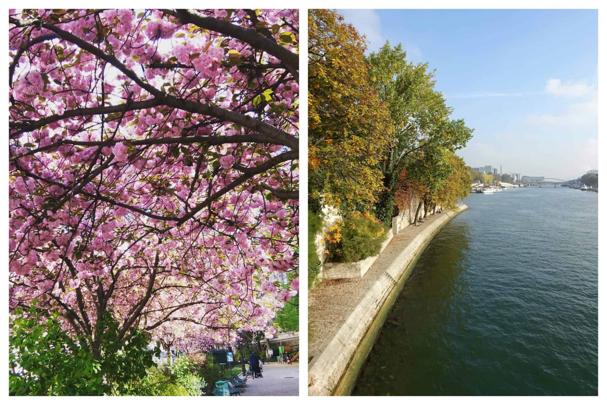 Left: Beautiful pink cherry blossoms are in full bloom on a tree in the Square Paul-Langevin, Right: Trees are in full bloom along the Seine at the Square Barye on a sunny spring day in Paris.