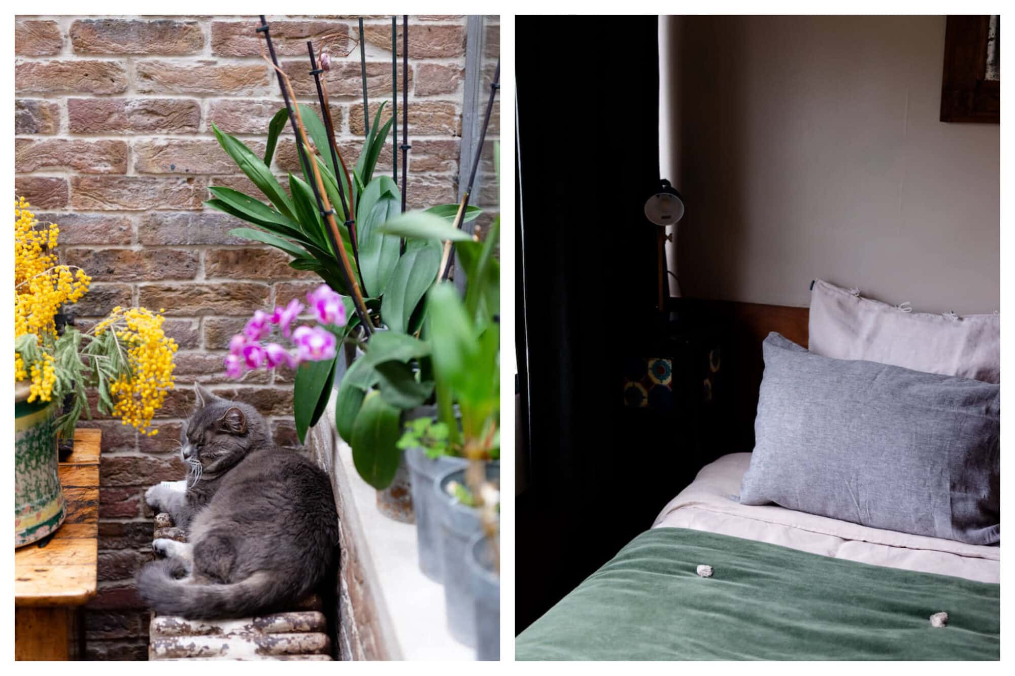 Left: A gray cat sits on a radiator surrounded by plants and flowers t Le 66 in Paris, Right: A close-up shot of a bed at Le 66 in Paris, decorated with pillows and  green blanket