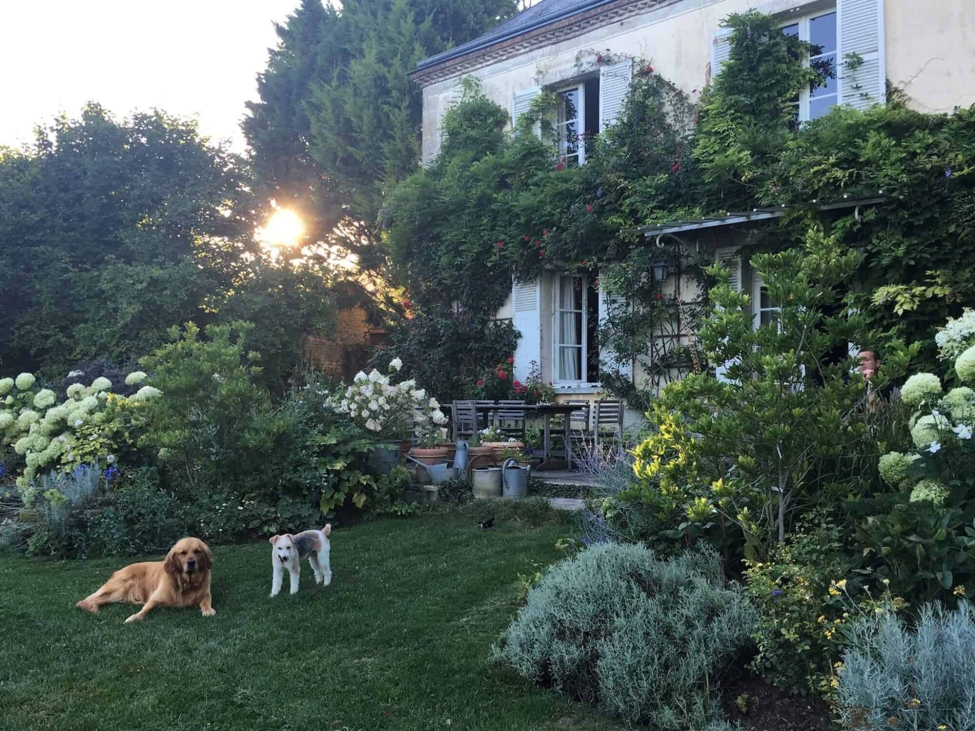 A French home covered in green leafy plants and two dogs in the gardens with the sun set behind.