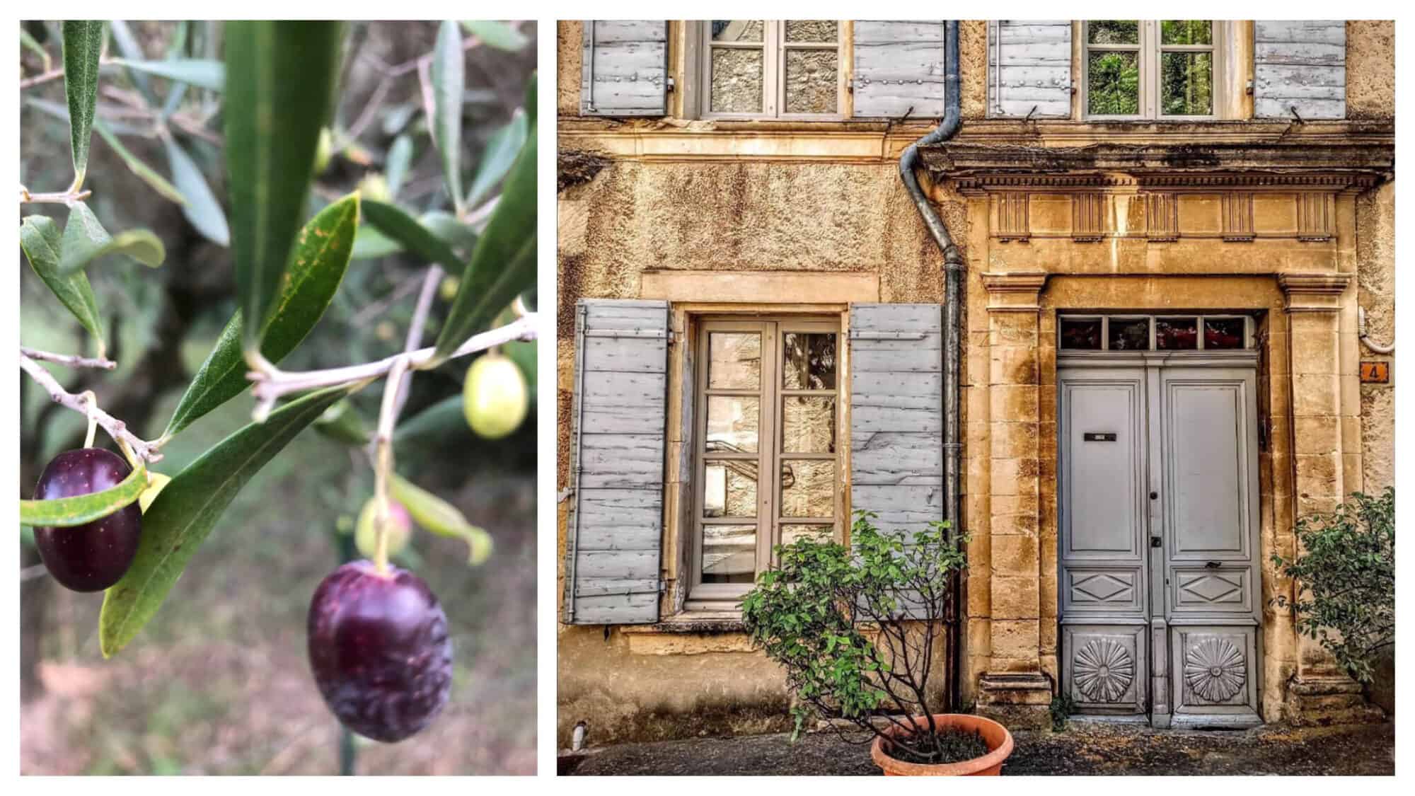 Left: a close up of olives on an olive tree. Right: the facade of a house in Vaison-la-Romaine.