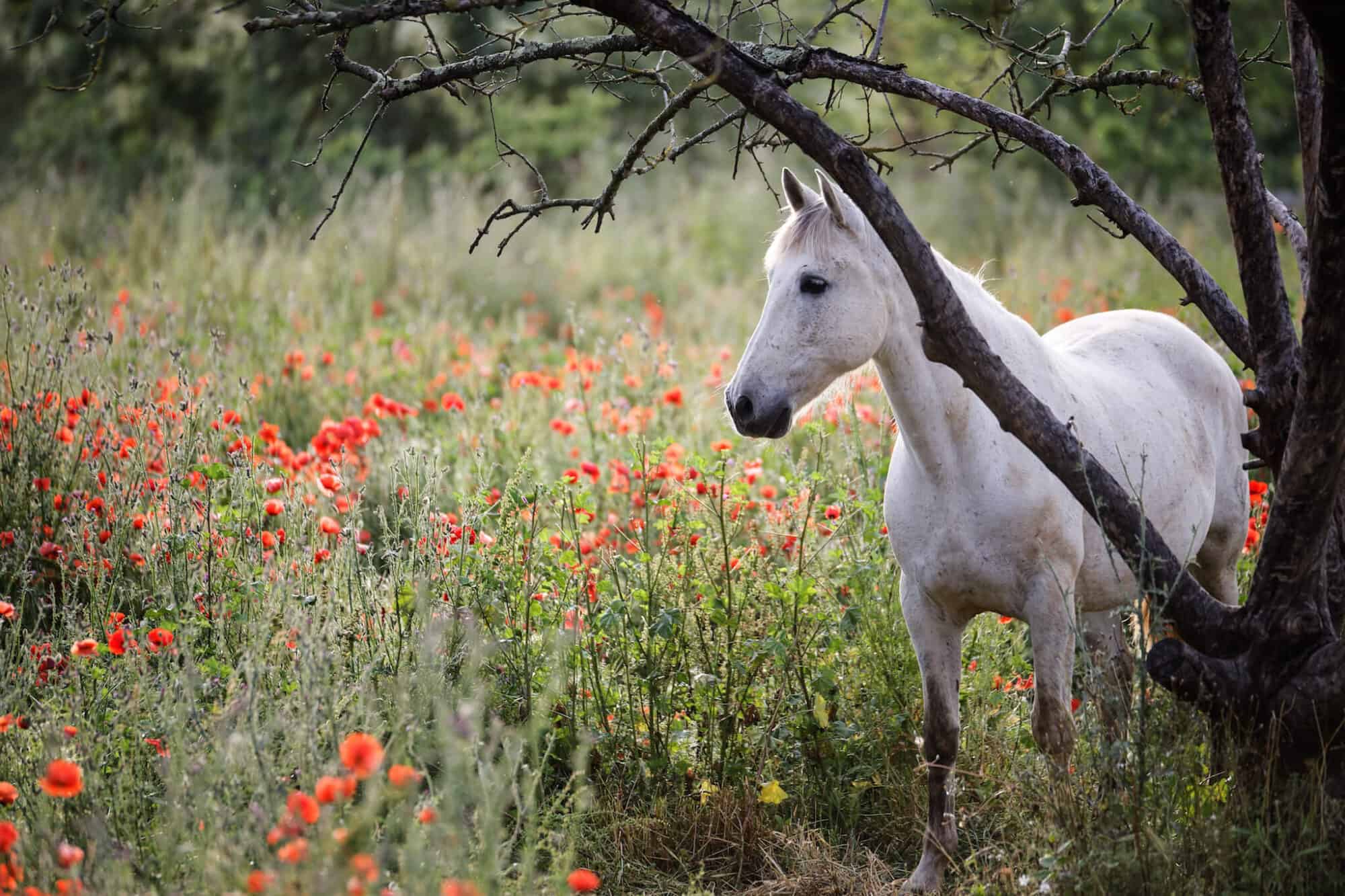 A beautiful white horse, native to the area, stands in a field of flowers in Camargue.