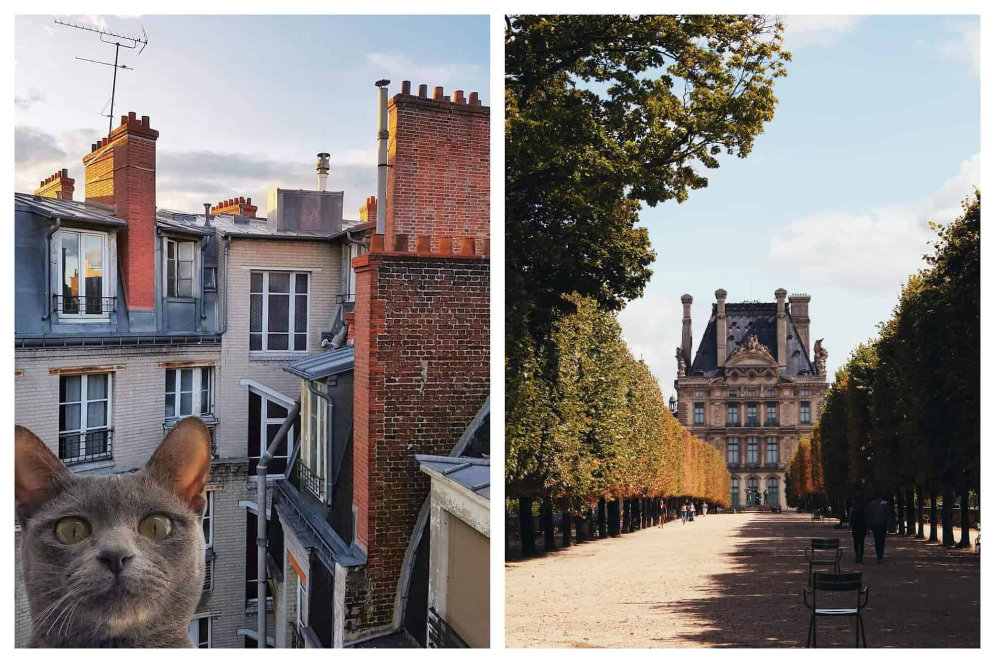 Left: A view of Parisian apartment buildings. The buildings are close together and there are several brick chimney stacks. There is a gray cat peeking it's head into the frame on the left. Right: A view of the Louvre Museum in the Tuileries Gardens in Paris. It is an elaborately detailed stone building. A path lined with trees with the leaves changing leads to the museum. There are empty chairs on the path to the right.