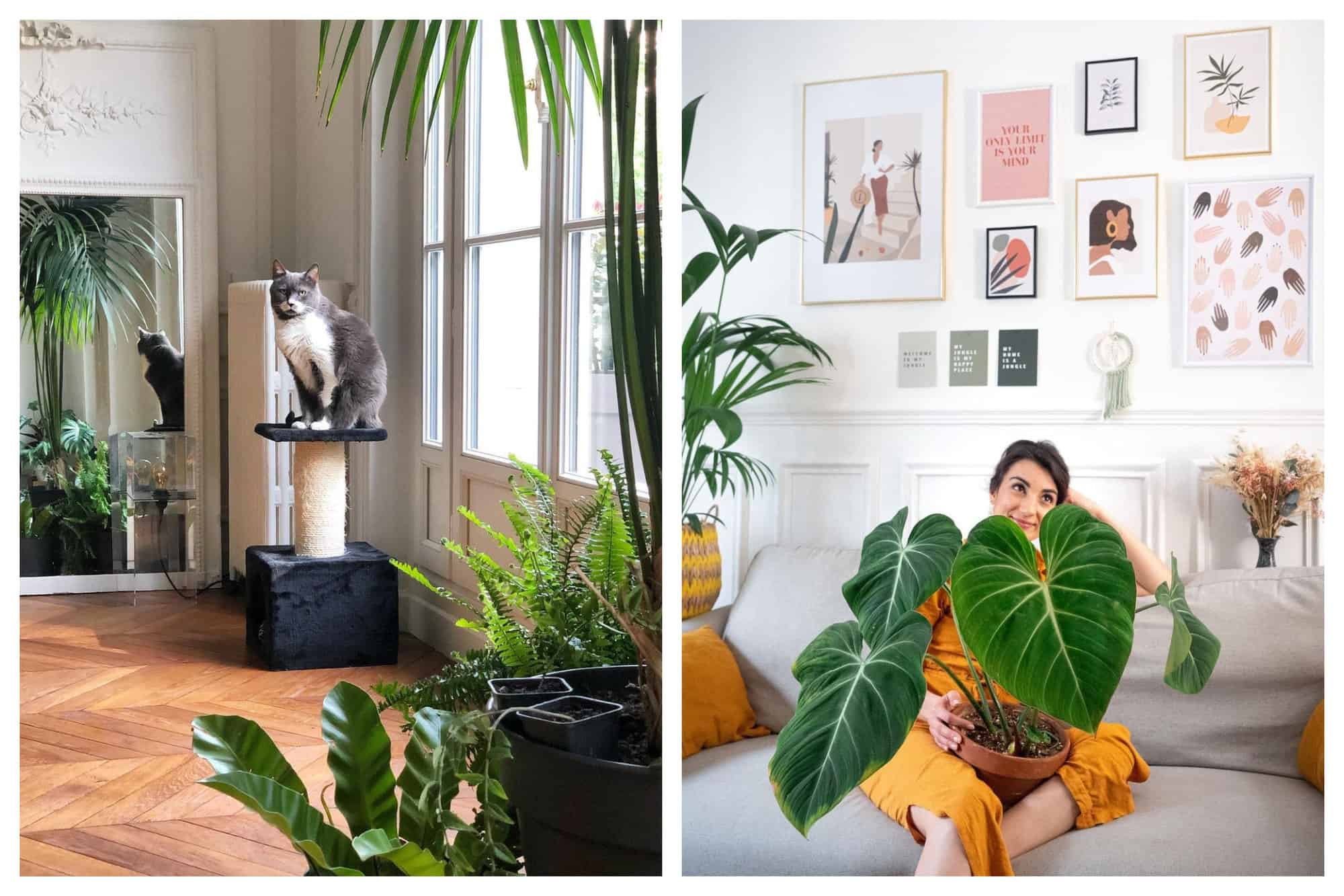 Left: A gray and white European breed cat is sitting in his cat tower with scratcher in the midst of houseplants. This photo is taken in a Parisian apartment on the ground floor. The windows open to an outdoor garden. Right: A picture of a french woman sitting in her gray couch with her Philodendron gloriosum plant. Her living room wall is beautifully decorated with feminine artworks. 