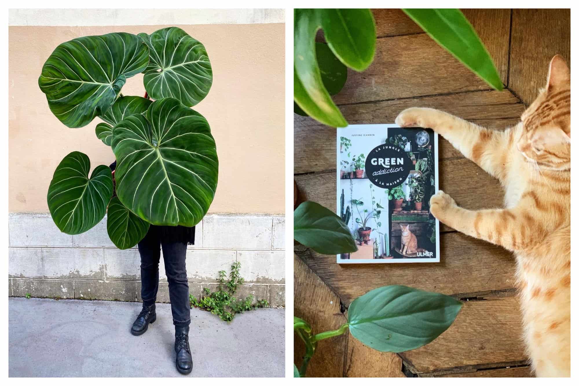 Where to Shop for Plants in Paris