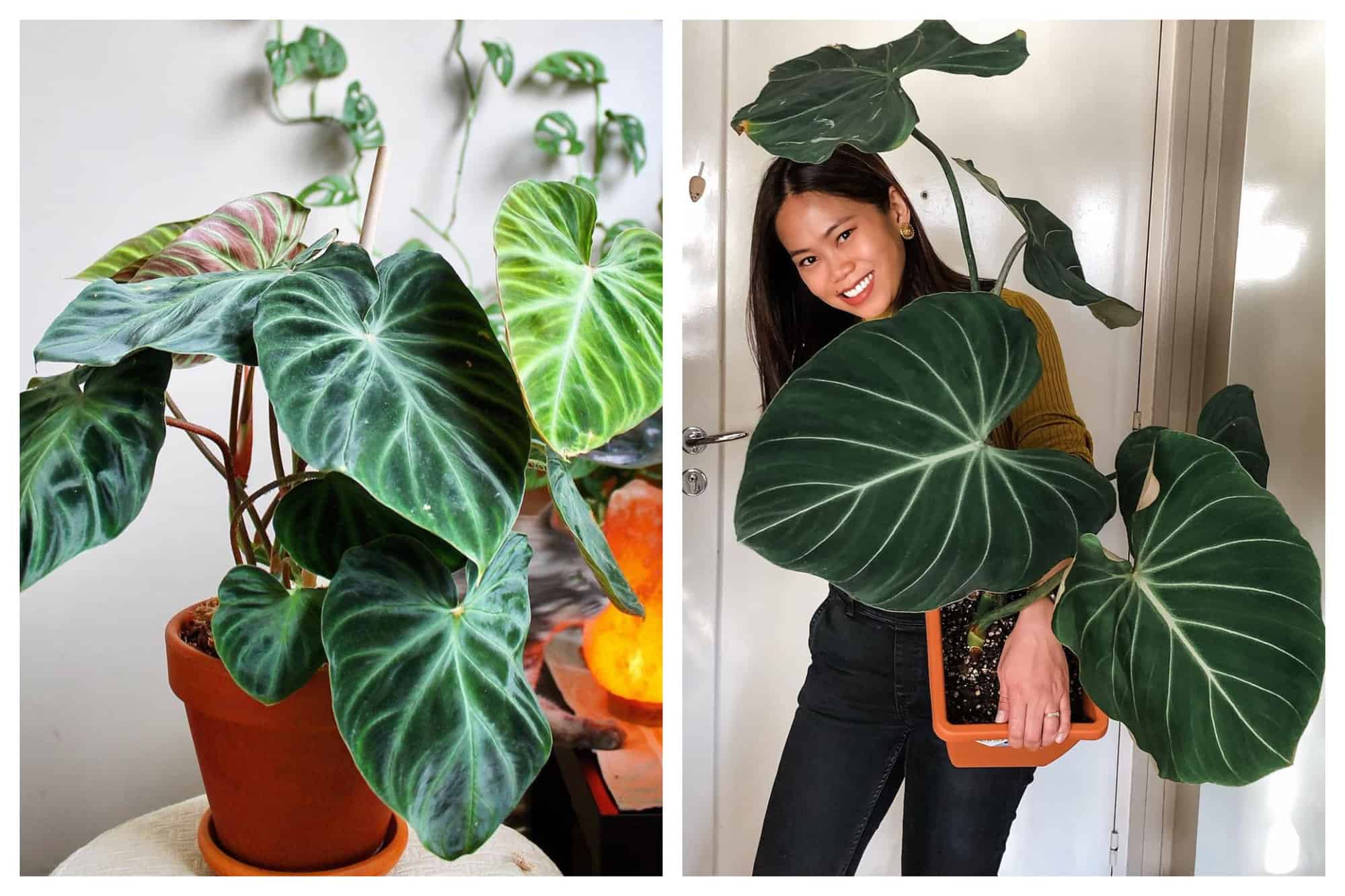 Left: A picture of a rare plant from Central to South America called Philodendron verrucosum, which is well-coveted for its velvety but bright leaves. Right: A picture of the author of this post holding her giant Philodendron gloriosum, a rare plant with  huge heart shaped and velvety leaves.