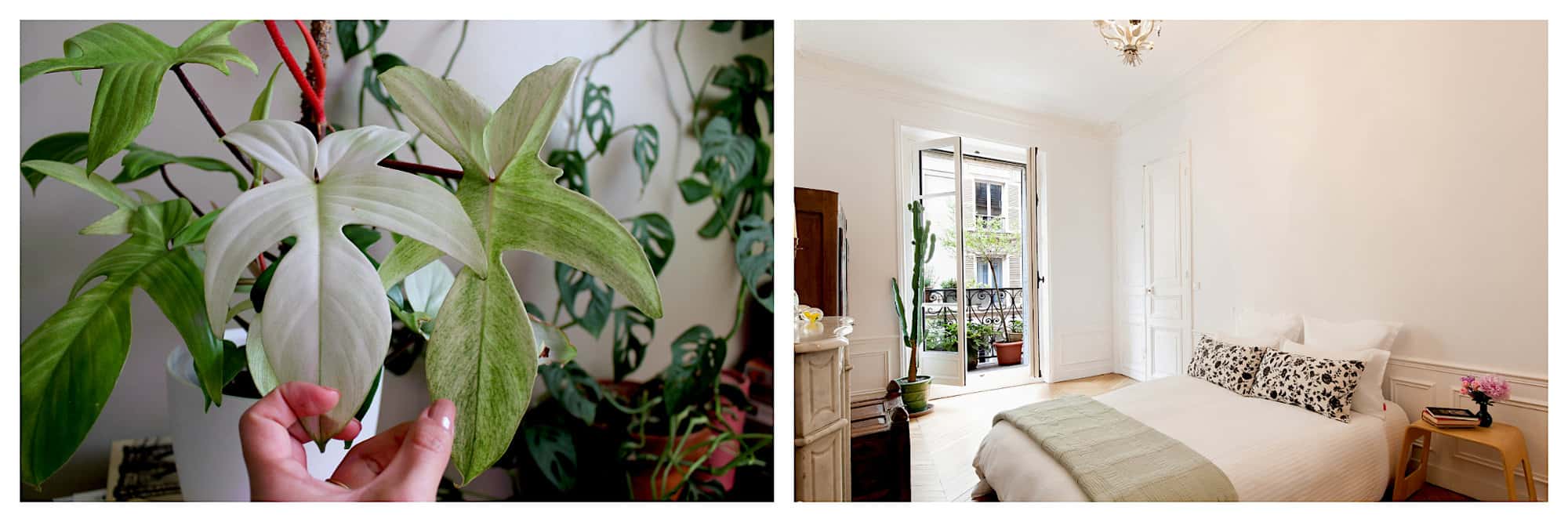Left: A picture of a rare plant called Philodendron florida ghost. This plant is coveted for its charming white leaves that mature to green. In this photo, we can see the comparison between a young leaf that is white and another leaf that is turning green.  Right: A spacious Parisian bedroom with a tall french windows that open to a balcony full of plants. Beside the window is also a tall cactus. The bed is beautifully decorated in white and green beddings. 2 pillows in black and white gives accent to the room.