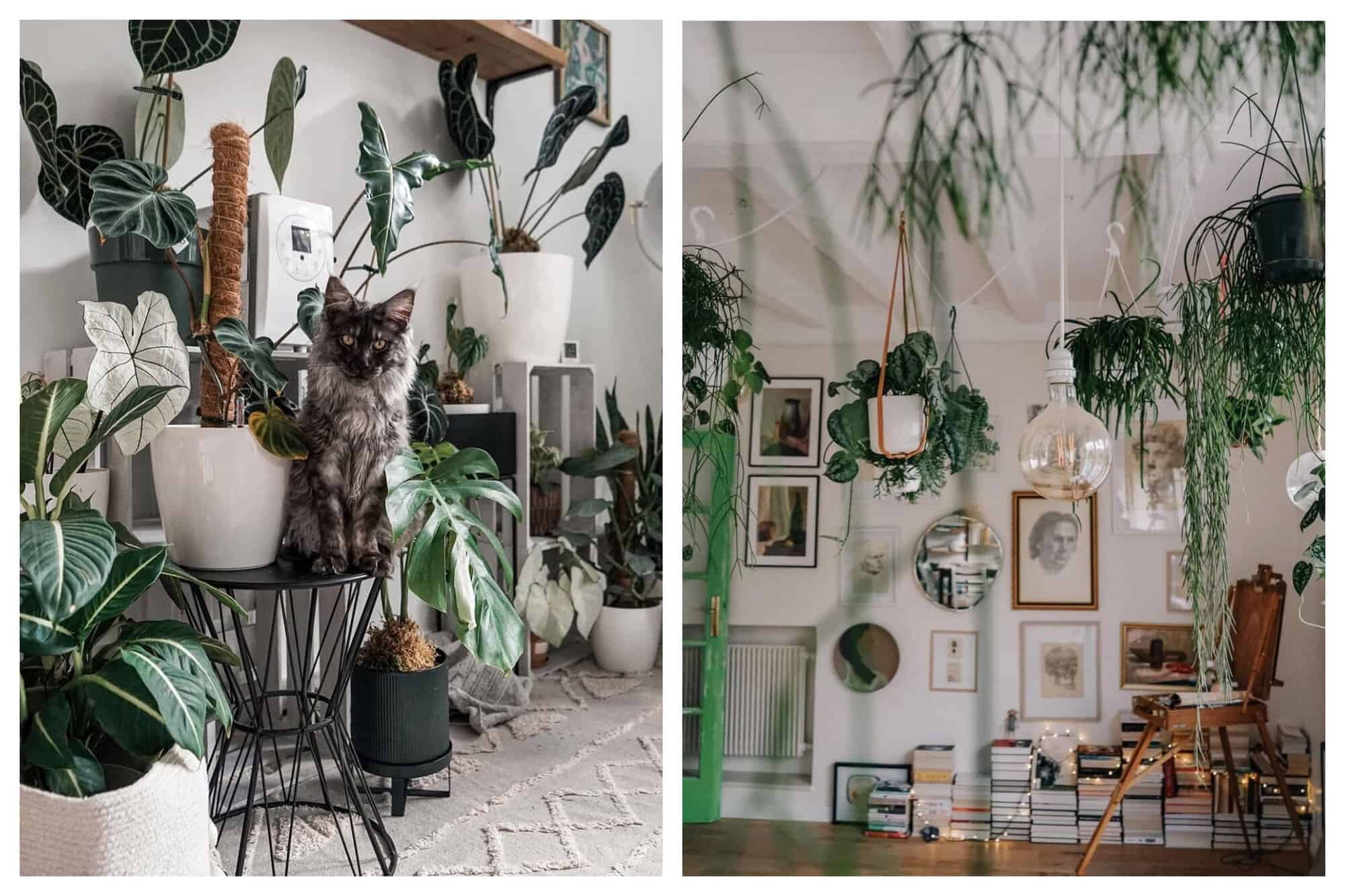 Left: A gray and white Maine Coon cat is seen sitting beside a pot of a plant called Philodendron verrucosum. This cat is surrounded by other plants like Anthurium clarinervium, Monstera, Peace Lily, Caladium candidum, Caladium white christmas, and an Alocasia zebrina. Right: A photo of a gorgeous Parisian living room full of artworks, hanging plants, books, and fairy lights.