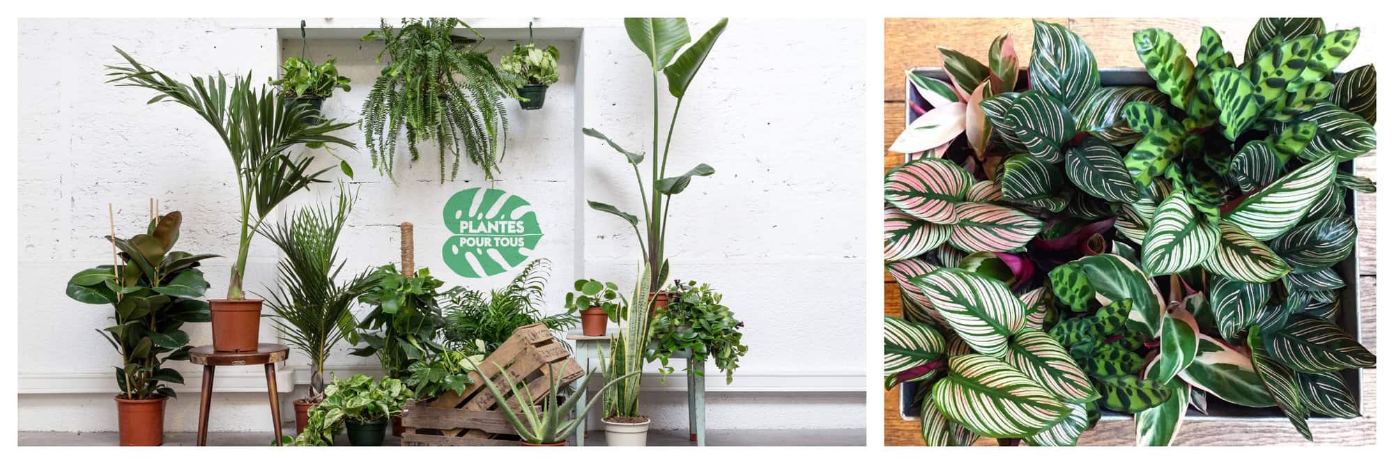 Left: A picture of different types of plants sold at a Parisian plant store called Plantes Pour Tous, such as rubber plant, bird of paradise plant, monstera, pothos, pilea, and aloe vera. Right: A picture of different kinds of calathea plant in a box from a Parisian plant store called Le Cactus Club.