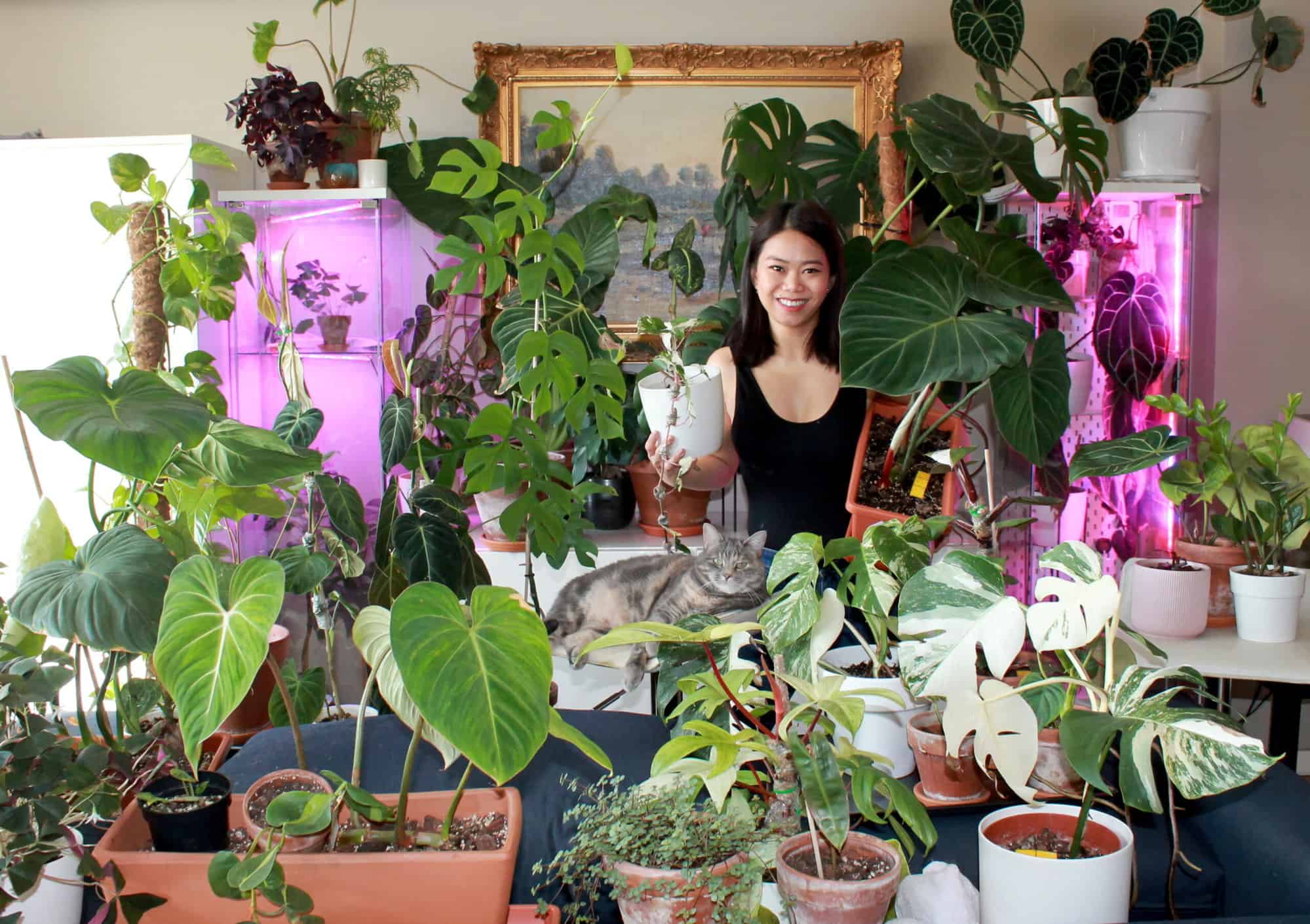 The author is seen posing with her pet cat in her living room surrounded by her houseplants -- from philodendrons, to monsteras, to anthuriums. She is holding two plants with her hands, one syngonium albo variegata and one philodendron gloriosum. Her cat is happily sitting in the middle in a bar stool. 