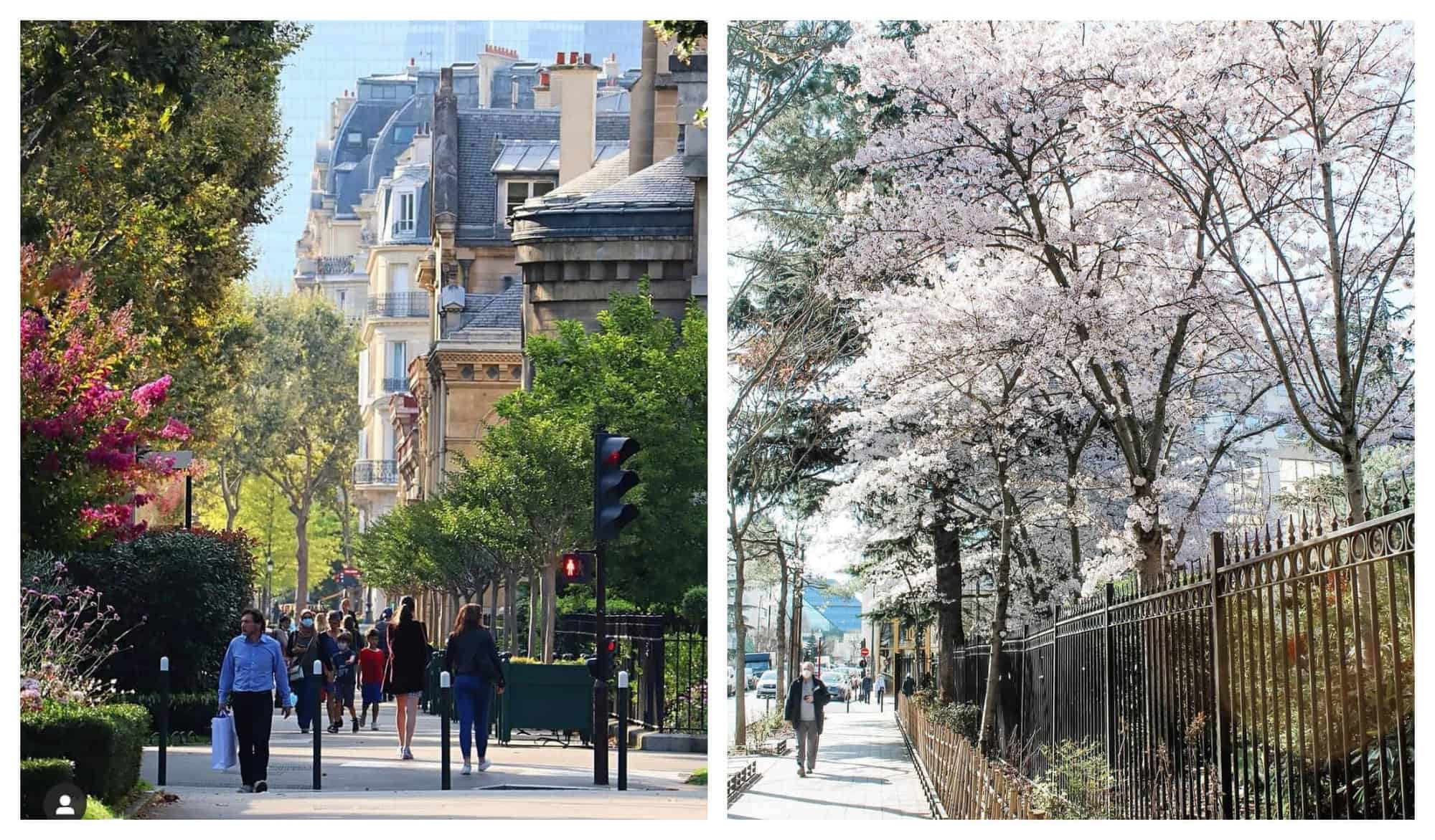On the left are residents walking on a city street full of greeneries, pink flowers, and beige buildings. On the right are cherry trees blooming with white flowers and a man in blue shirt.