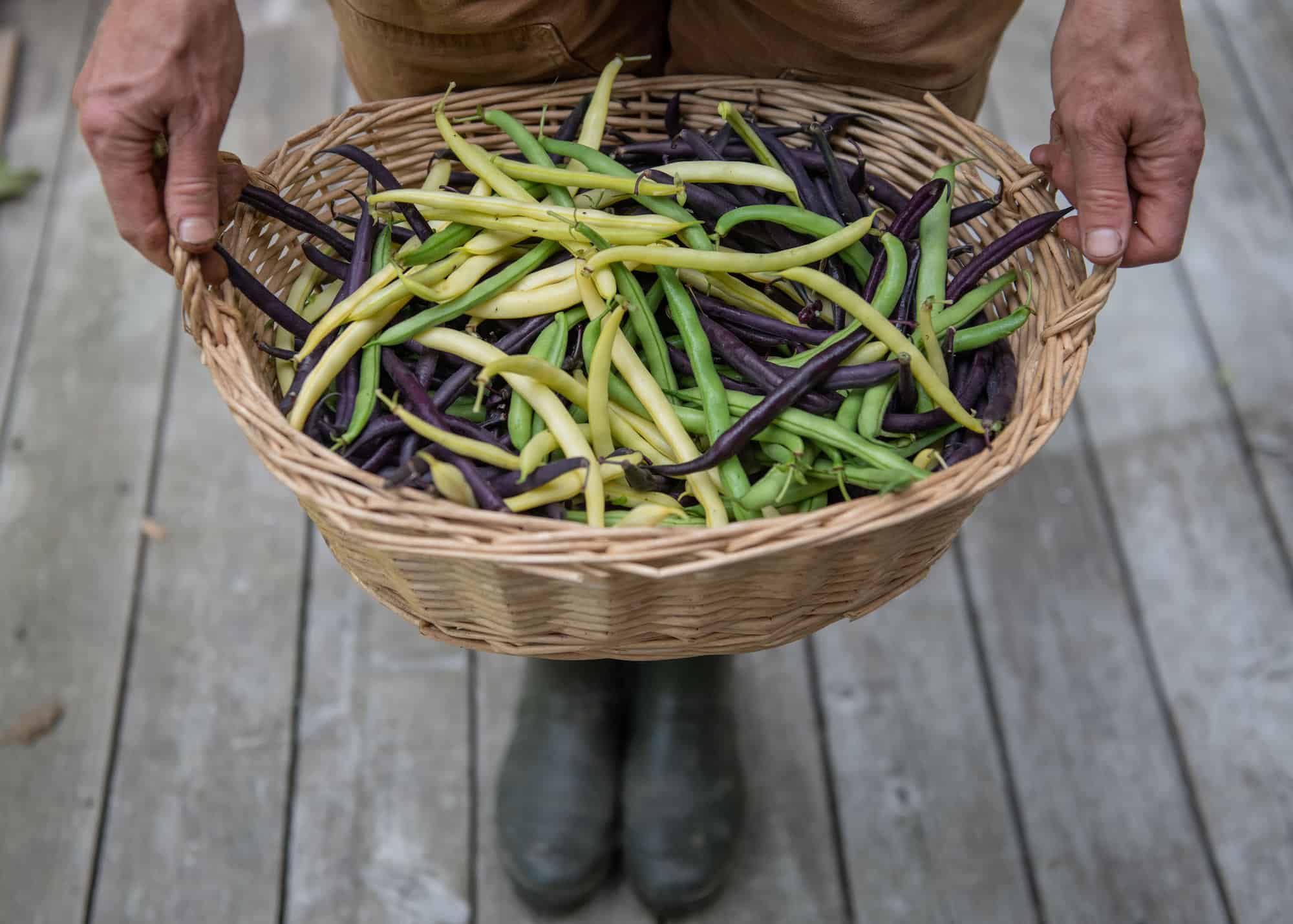 A wooden basket full of green beans in different colors of green, yellow, and purple.
