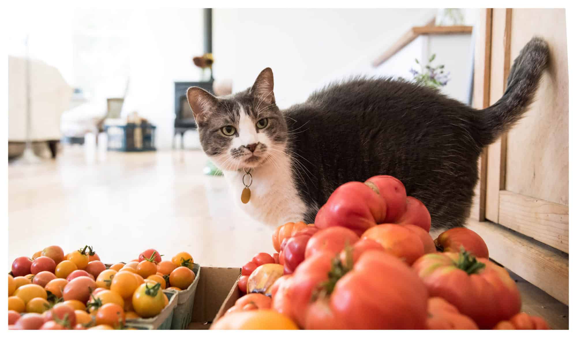A cat with green eyes and gray and white fur with baskets full of orange tomatoes
