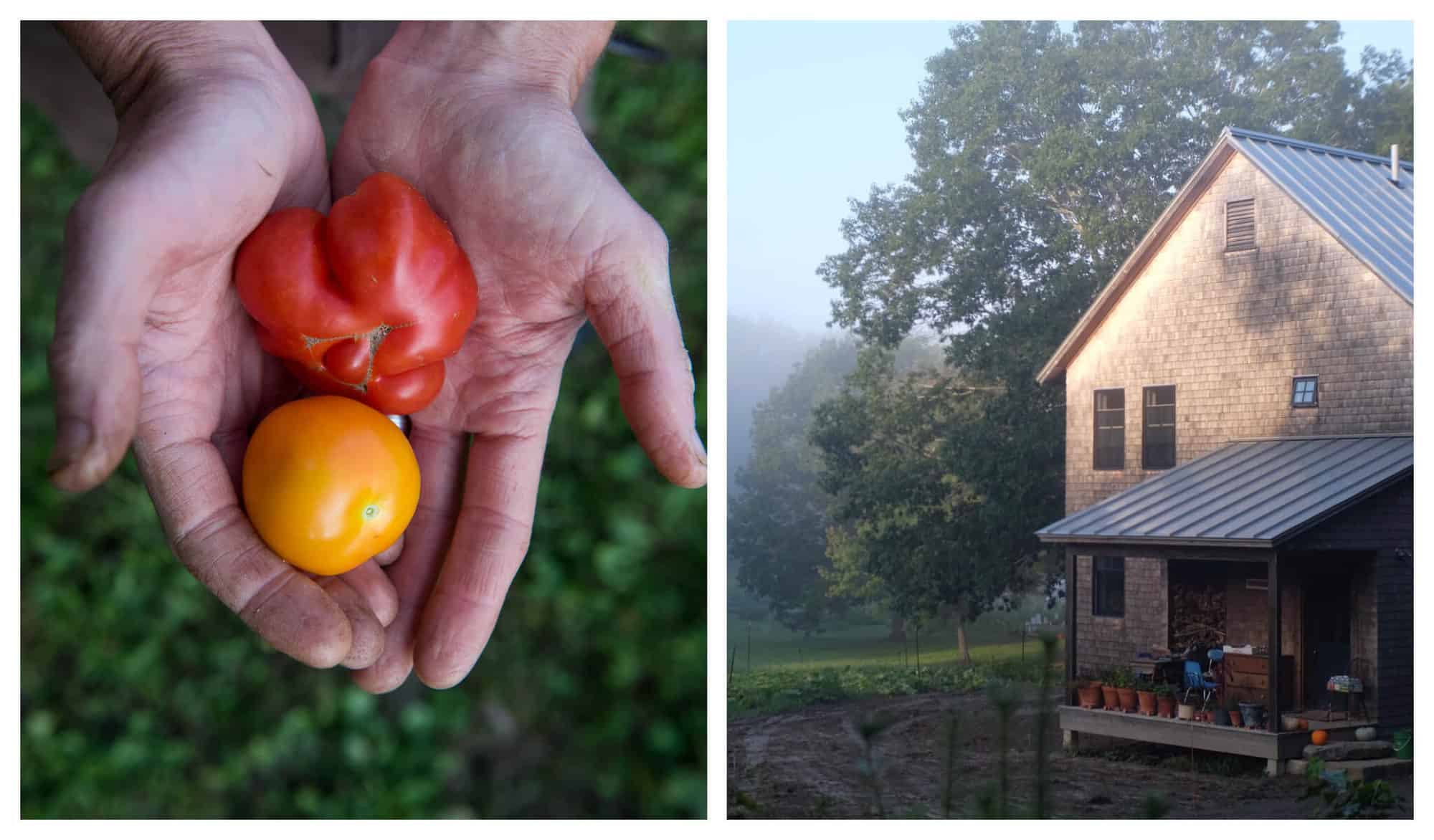 Left: A hand holds out two pieces of tomatoes, one orange and one yellow. Right: A house with gray roof and bricked walls beside a farm full of tall trees.