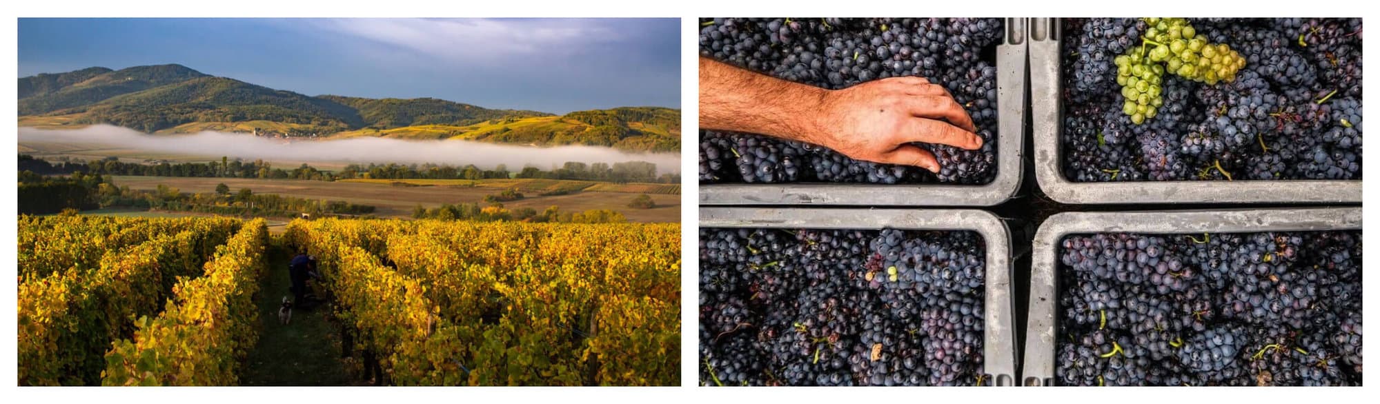 Left: A scenic vineyard with white clouds and green mountains. Right: A hand touches a harvest of black grapes for harvest.