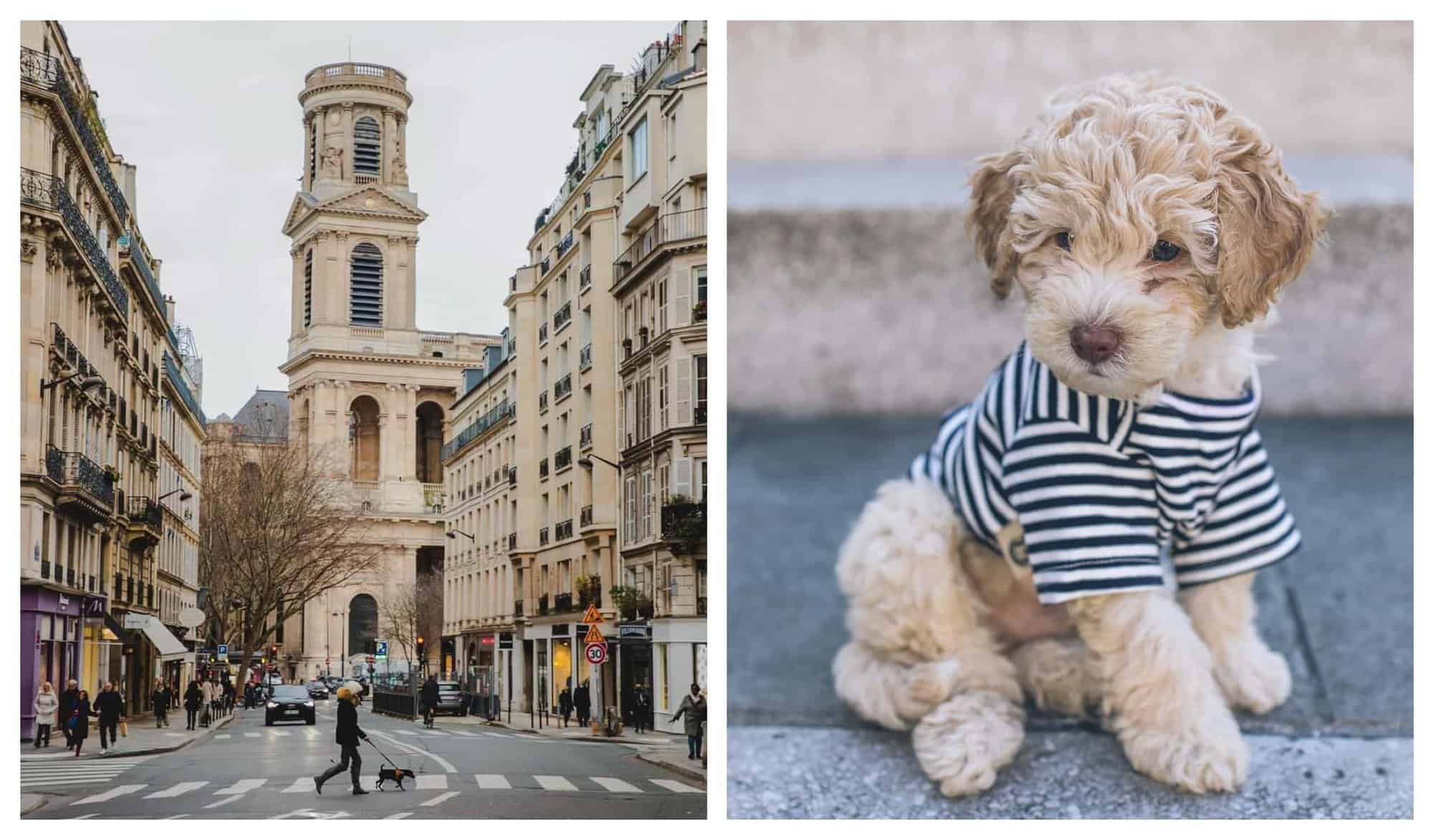 left: a dog walker crosses a Parisian street; right: a an adorable cockapoo dressed in a striped t-shirt.