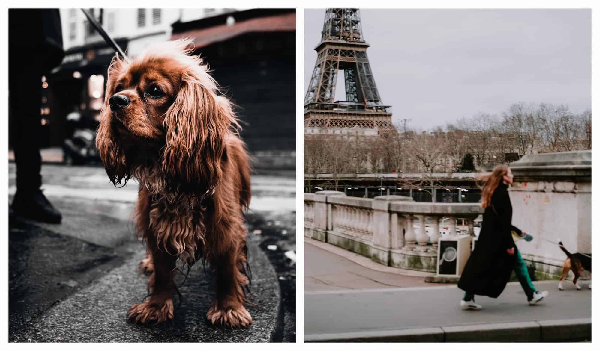Left: A picture of a brown cocker spaniel in the streets of Paris on a rainy day, on a walk with its owner. Right: A woman walks her dog, which is just out of frame, nearby the Eiffel Tower on a cloudy day.