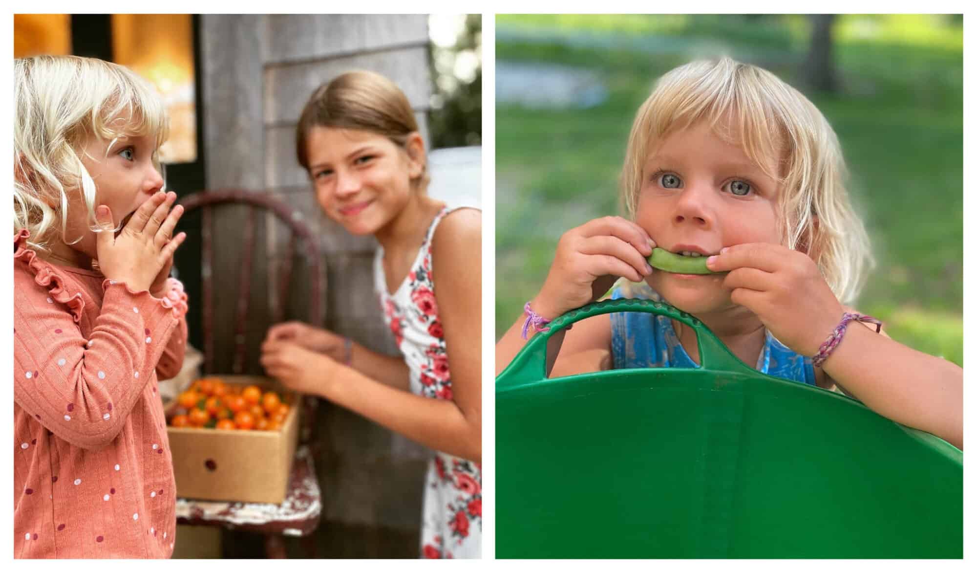 Left: Two young girls eat some cherry tomatoes from Veggies to Table; Right: A young girl with blonde hair eats green beans from Veggies to Table.